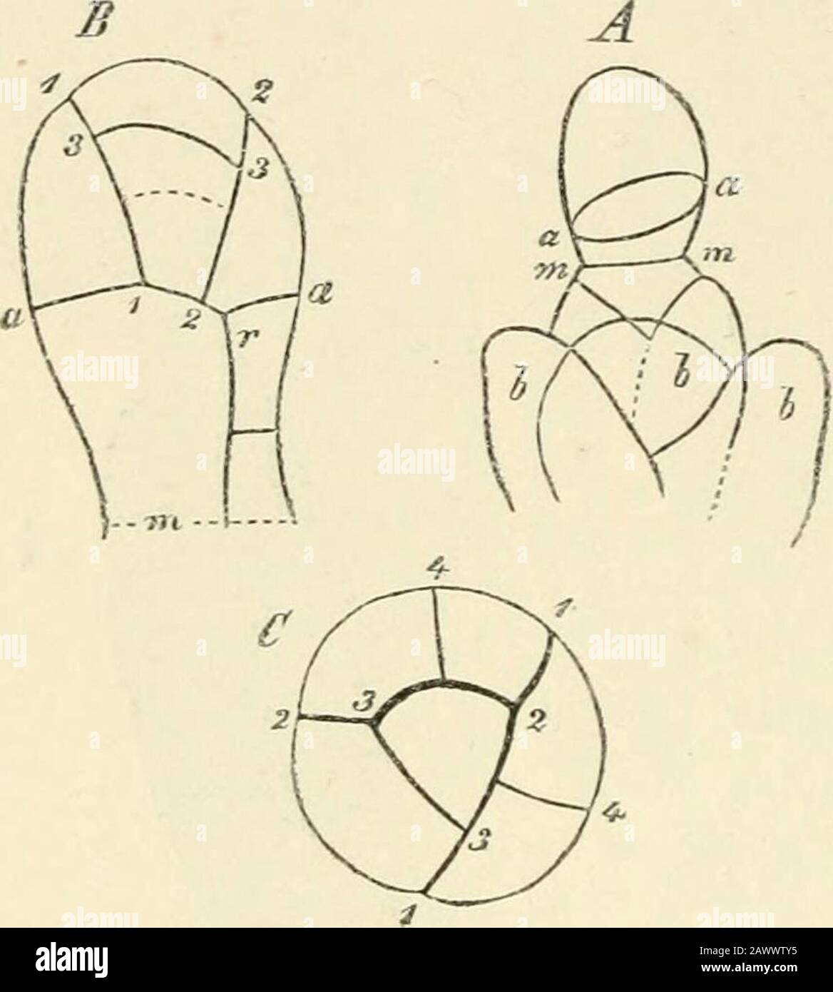 Text-book of botany, morphological and physiological . Fig. 233 ...