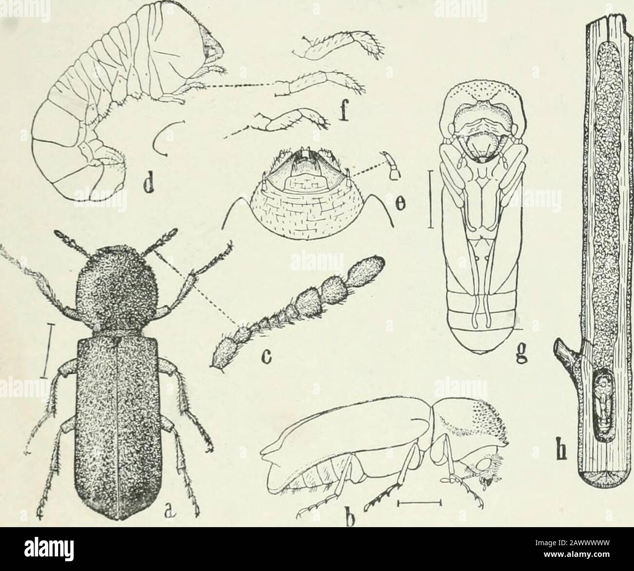 Tobacco beetle, Lasioderma serricorne. Insect found in apartment. Larvae  were eating spices Stock Photo