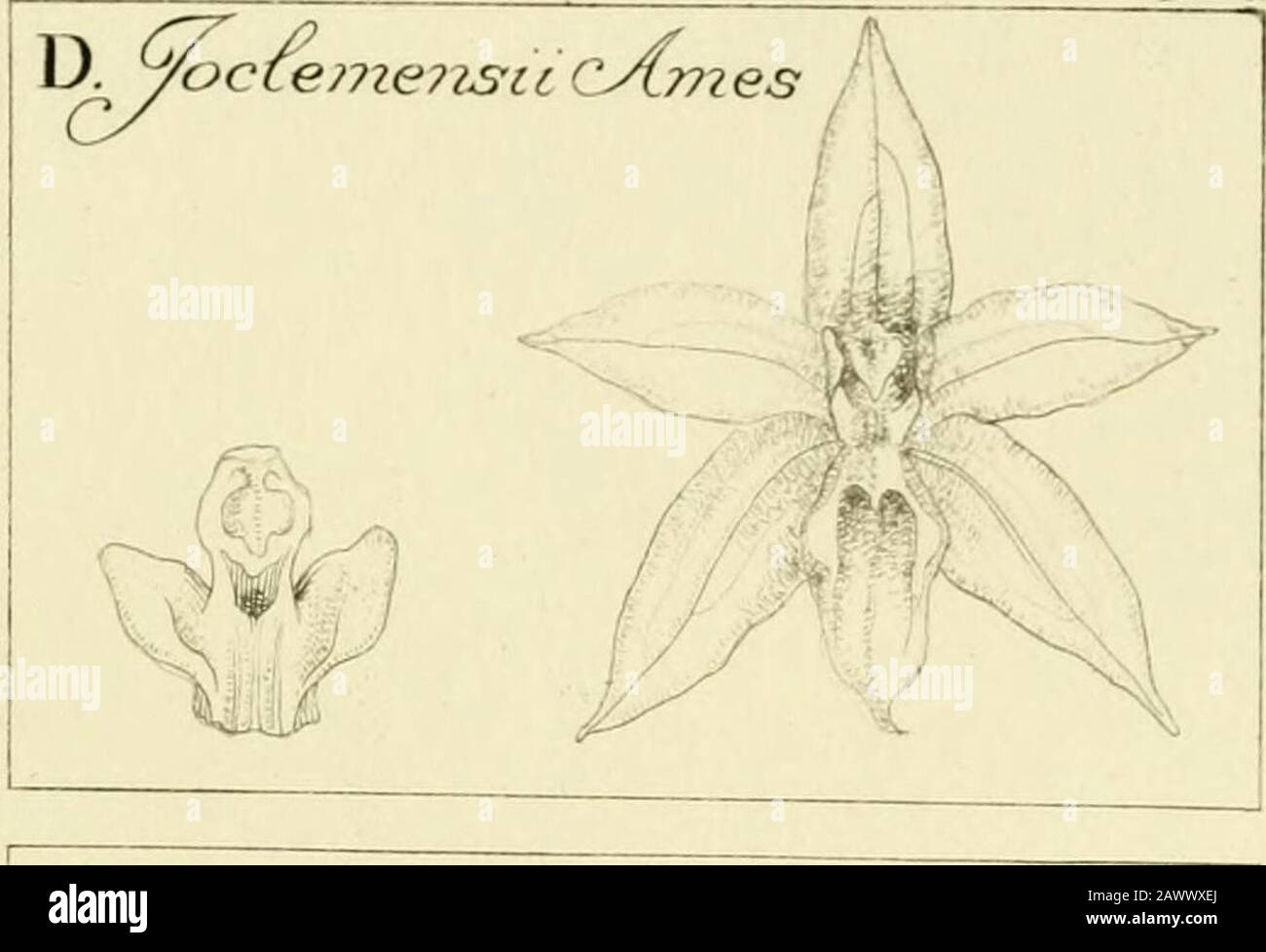 Orchidaceae: illustrations and studies of the family Orchidaceae . DENDRi^CHILUM t^atum C-imes PLATE 83 ORCHIDACE^ Plate 83Dendrochilum Joclemensii. Flower and gyno-stemium enlarged. DendrocMliirn angii.stipctalum. Flower enlarged.Labellum enlarged, at left. Gynostemium en-larged, at right. Dendrochilum lancilahium. Flower enlarged.Labellum enlarged. Gynostemium enlarged. [ 242 ] (:J^{:83. D. anoustijoetalurrh ^-cAmes Stock Photo