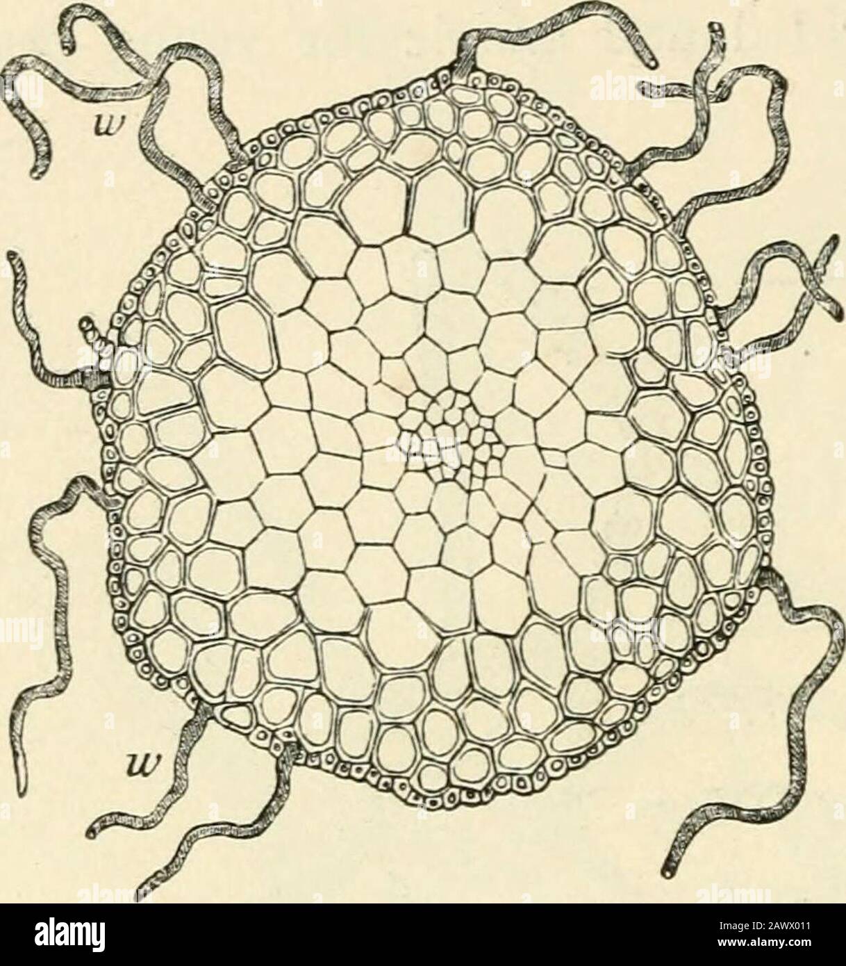 Text-book of botany, morphological and physiological . in the central bundle and in such amanner that numerous groups of cells,*origin-ally thin-walled but each group itself sur-rounded by a thick wall, form the bundle. InPolytrichuvi commune there are found alsosimilar thinner extra-axial bundles. Some-times bundles of thin-walled cells run from the base of the leaf-veins obliquelydownwards through the tissue of the stem as far as the central bundle, whichLorentz regards as foliar bundles [e. g. in Splachniim luteum, Voitia nivalis, &c.).If it is borne in mind that in some vascular plants fib Stock Photo
