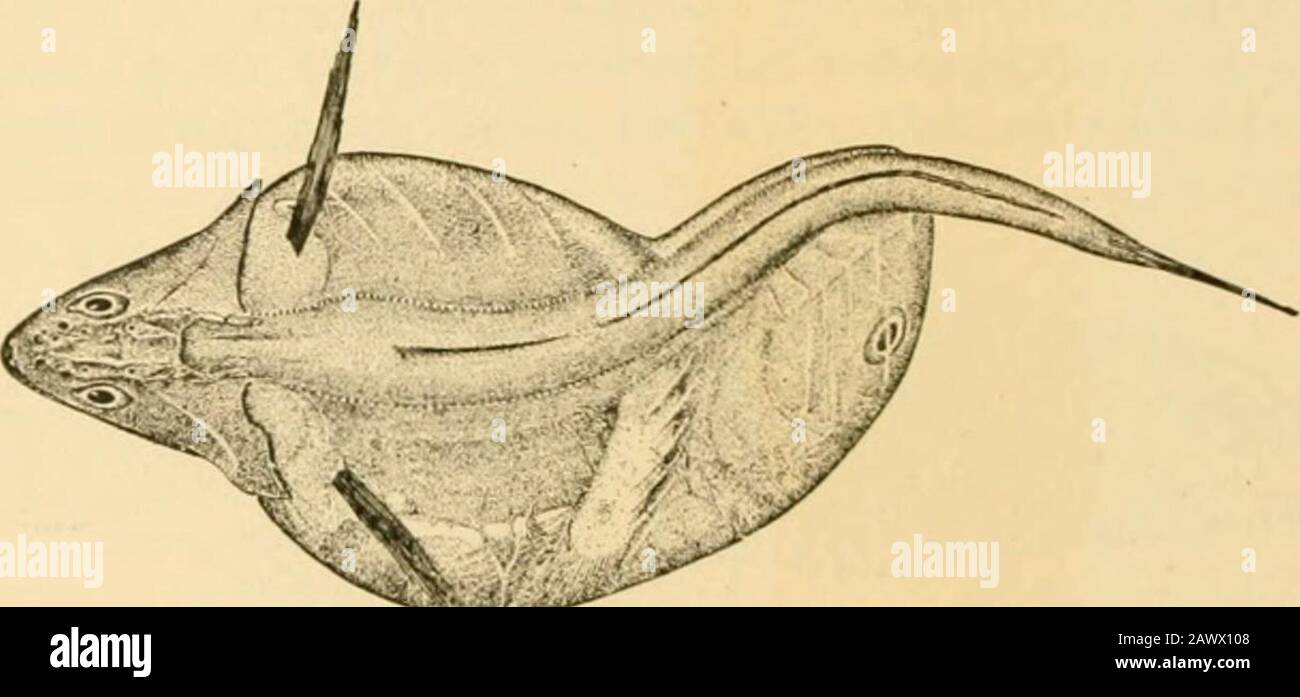 Fishes . Fig. 408.—Opisthognathus nigromarginatus. India. (.Alter Day.) the banded Oplegnathus fasciaiiis. Other species are found inAustralia and Chile. The Swallowers: Chiasmodontidae.—The family of swallowersChiasmodontidcs, is made up of a few deep-sea fishes of softflesh and feeble spines, the opercular apparatus much reduced.. Fio. 469.—Black Swallower, Chiasmodon nigcr Johnson, containing a fish largerthan itself. Le Have Bank. The ventrals are post-thoracic, the rays 1,5, facts which pointto some affinity with the Opislliognailndcc, although Boulengerplaces these fishes among the Pcrce Stock Photo