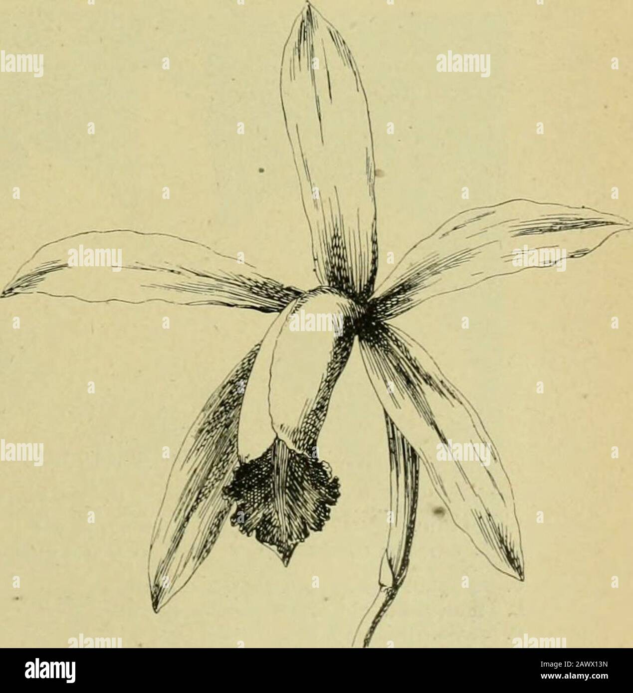 The century supplement to the dictionary of gardening, a practical and scientific encyclopaedia of horticulture for gardeners and botanists . Fig. 216. Flower of Cattleya guttata Leopoldii. strap-like, complicate at base, emarginate at apex. Stems 4in.to 5m. long, one-leaved. Native country unknown. C. Kimballiana (Kimballs) Jl. large; sepals and petals of adelicate rosy-white, the former lanceolate, acute, the latter verybroad, elliptic, wavy ; tube of the lip white outside, with someyellow near the front margins, the inside yellow with someorange lines, the wavy front lobe rich purple on the Stock Photo