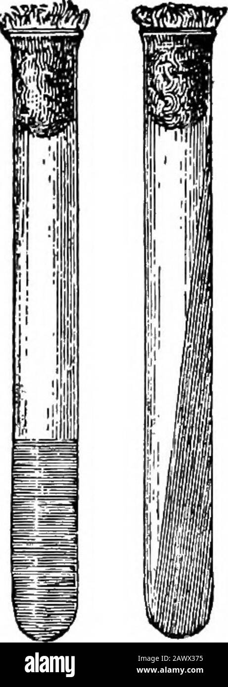 Essentials of bacteriology; being a concise and systematic introduction to the study of bacteria and allied microörganisms . Fig. 17.—Wire cage. Fig. 18.—Cotton-plugged test-tubes. or a good quality of non-absorbent cotton), the cotton beingeasily sterilized and preventing the entrance of germs fromthe air. Tin-foil may be used to cover the cotton, or caps made ofindia-rubber. Test-tubes.—New test-tubes are washed with hydro-chloric acid and water to neutrahze the alkalinity often pres-ent in fresh glass, or in chromic acid cleaning mixture onehour. (Potassium dichromate, 6; water, 30; sulphu Stock Photo