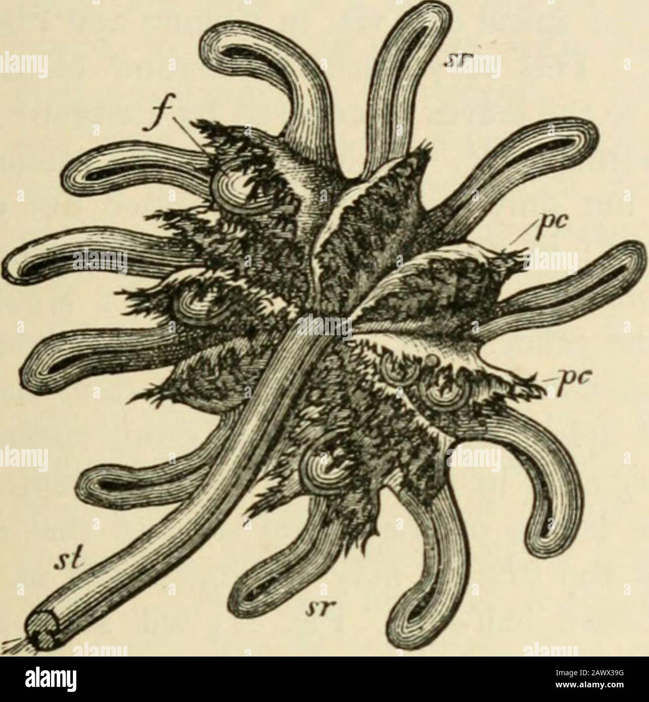 Text-book of botany, morphological and physiological . er root-hair with thickenings projecting inwards, theseare arranged on a spiral constriction of thecell-wall ; at Z) a thicker root-hair, with thickerbranched projections, and spiral arrangementstill more evident. HEP A TIC.E. 307 depression in the thalloid forms, as well as on the termination of the filiform stemin the leaf-bud of the foliose genera. The form of the apical cell, and its segmen-tation in the thallus of Metzgeria, have been represented in detail in Figs. 99 and 100(p. 120) ; in Aneura and Fossombronia it is also wedge-shape Stock Photo