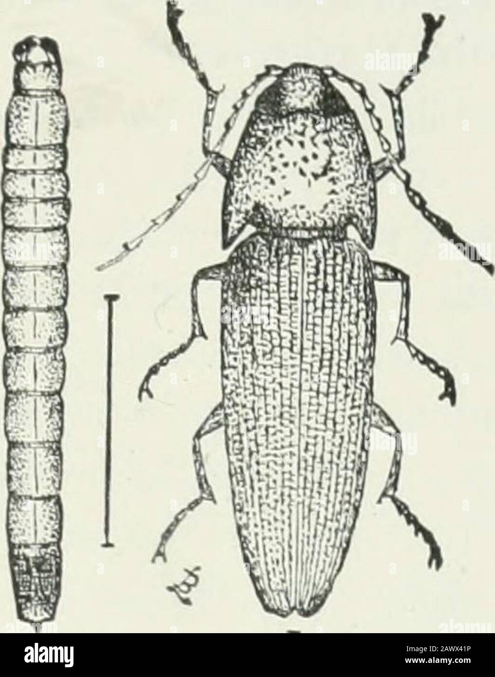 Economic entomology for the farmer and fruit-grower : and for use as a text-book in agricultural schools and colleges . XL i Fig. 165, the eyed Elater, Alaus oculatus. Fig. 166, wood-boring wire-worm, from side-Fig. 167, a, larva; b, adult click-beetle. feeds in decaying wood, the other underground on the roots ofplants ; of these the first may be left out of consideration alto-gether, though in it may be found the species of Alaus, ourlargest and most prominent forms. The history of the subterra-nean species is in general as follows : The beetles appear quiteearly in spring, and may be notice Stock Photo