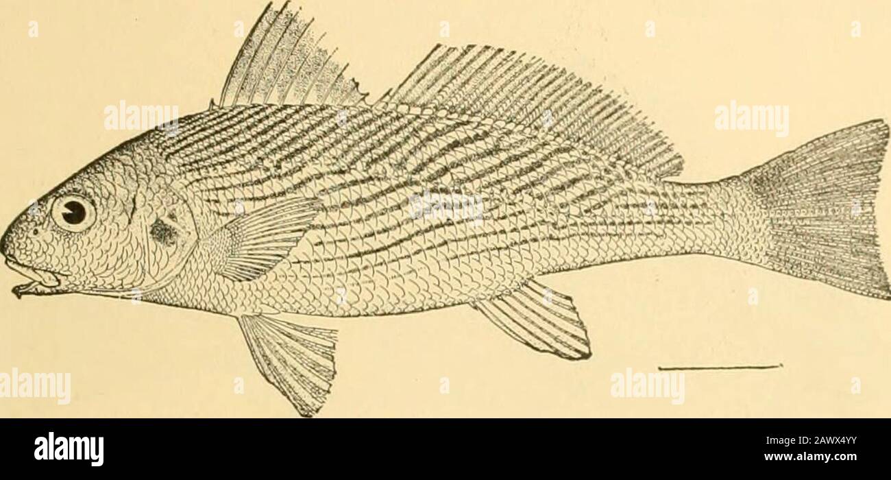 Fishes . of California. The commoncroaker, Micropogon undiilatus, is very abundant on our Easterncoast, and other species known as verrugatos or white-moutheddrummers replace it farther South. In Umbrina the chin has a short thick barbel. The speciesabound in the tropics, Umbrina cirrosa in the ]Iediterranean;Umbrina coroides in California, and the handsome Umbrinaroncador, the yellow-tailed roncador, in southern California.The kingfish, Menticirrhns, differs in lacking the air-bladder,and lying on the bottom in shallow water the lower fins areenlarged much as in the darters or gobies. All th Stock Photo
