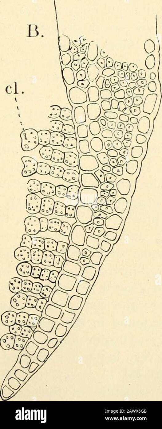 The structure & development of the mosses and ferns (Archegoniatae) . Fig. 107.—A, Transverse section of tlie leaf of Leuco-bryum; B, similar section of the Xftui of Polytrichumcomtnttne; cl, chlorophyll-bearing cells (after Goebel). ^ Bastit (i), p. 295. 214 MOSSES AND FERNS chap. branches. The section of the former is triangular, and its epi-dermis provided with hairs which are absent from the epidermisof the aerial parts. Rudimentary scales, arranged in three rows,are present, and corresponding to these are strands of tissuethat represent the leaf-traces of the aerial stems. The centralcyli Stock Photo