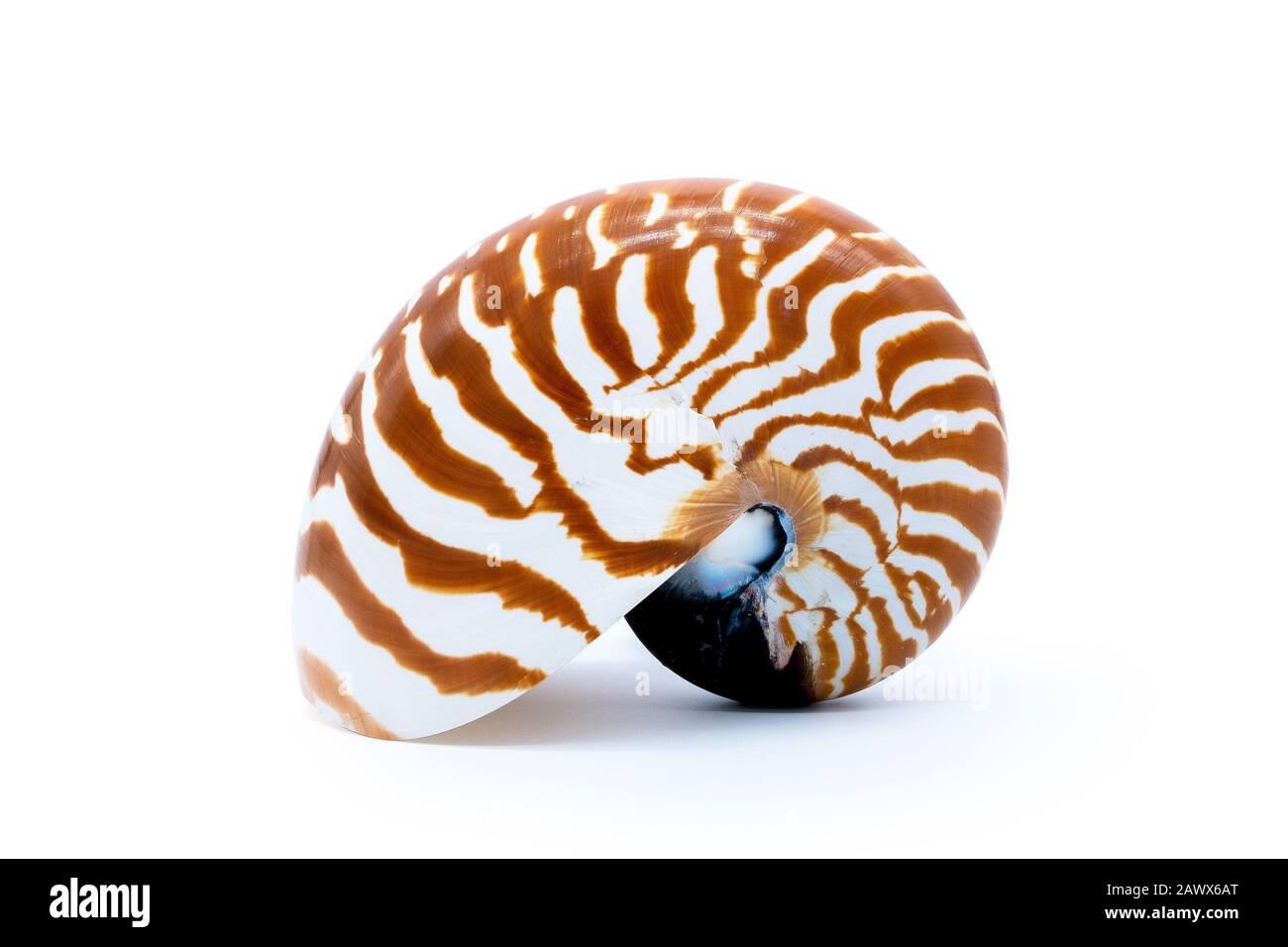 Large striped shell nautilus pompilius natural seashell isolated on white background tiger shell nautilus pompilius natural seashell isolated on white Stock Photo