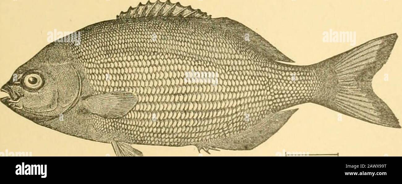 Fishes . m. Fig. 455—Irish Pampano, Genres oKsthostomus Goode & Bean. Indian River, Fla. The Rudder-fishes: Kyphosidae.—The Kyphosidce, called rud-der-fishes, have no molars, the front of the jaws being oc-cupied by incisors, which are often serrated, loosely attached,. Fig. 456.—Chopa or Rudder-fish, Kyphosus sectatrix (Linnaeus).Woods Hole, Mass. and movable. The numerous species arc found in the warmseas and are chiefly herbivorous. Boops boops and Boops salpa, known as boga and salpa, 564 The Bass and their Relatives are elongate fishes common in the Mediterranean. Other Med-iterranean for Stock Photo
