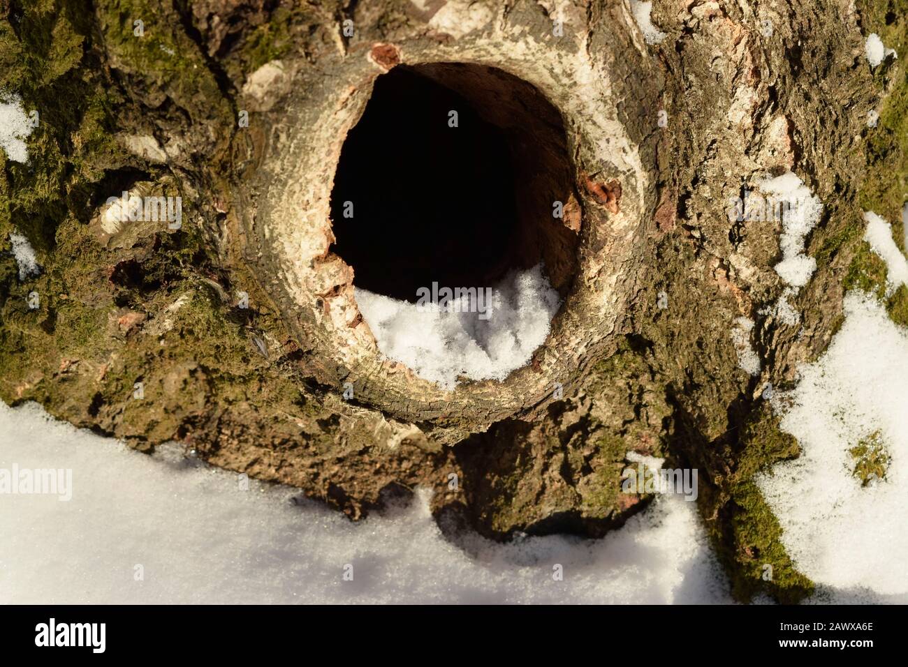 Hollow in the trunk of an old birch. Close up Stock Photo