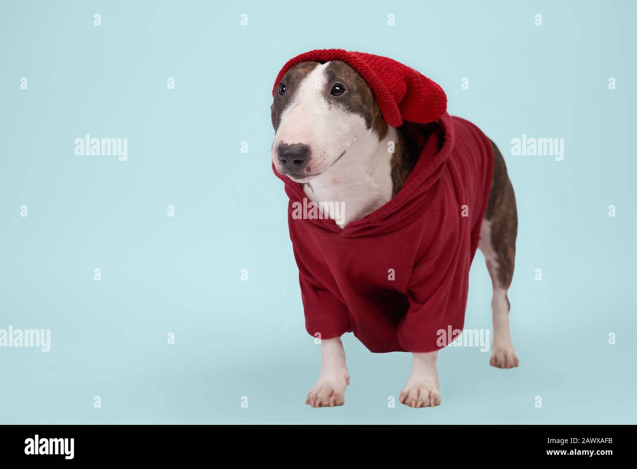 Fashionable dog wears red hoodie, bull Terrier Stock Photo