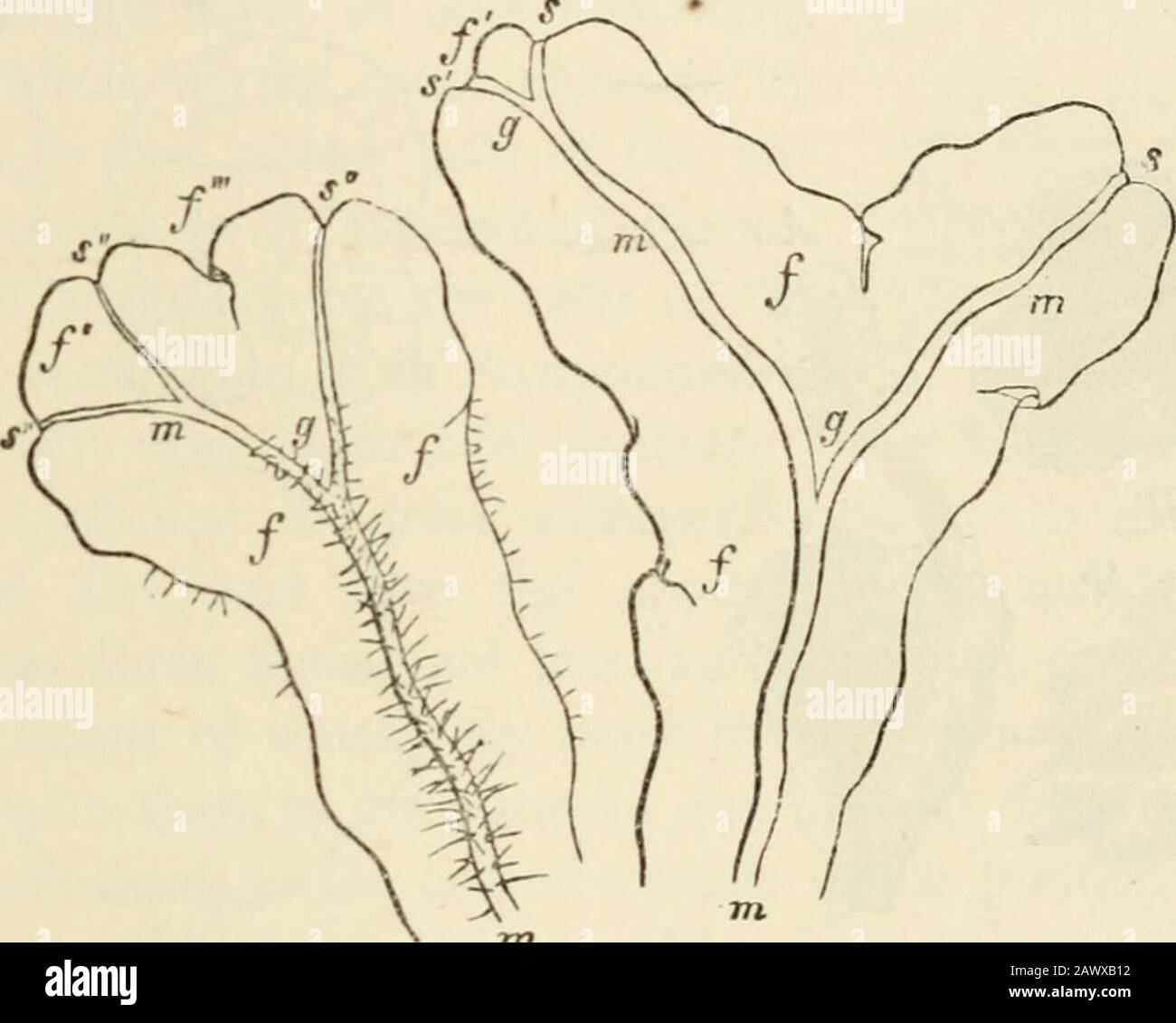 Text-book of botany, morphological and physiological . etative structure of which consists of a small slender filiform stem, bearingdistinctly differentiated leaves (Jungermannia, Radula, Mastigobryum. Frullania,Lophocolea, &c.). Between the thalloid and foliose forms of this family are somewhich present various stages of transition (as Fossombronia and Blasia). The Leaves of all Hepaticce are simple plates of cells, in which even themid-rib usual in the leaves of Mosses is always wanting. In most of the thalloid forms the growing apical region of each shoot(Fig. 211, s) lies in an anterior de Stock Photo