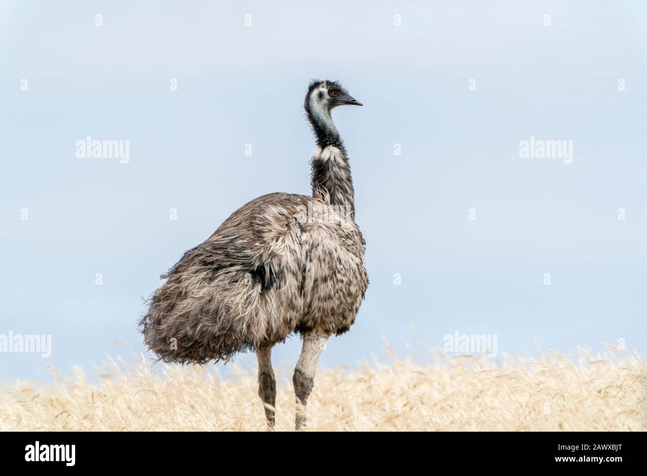 Emu bushes hi-res stock photography and images - Alamy