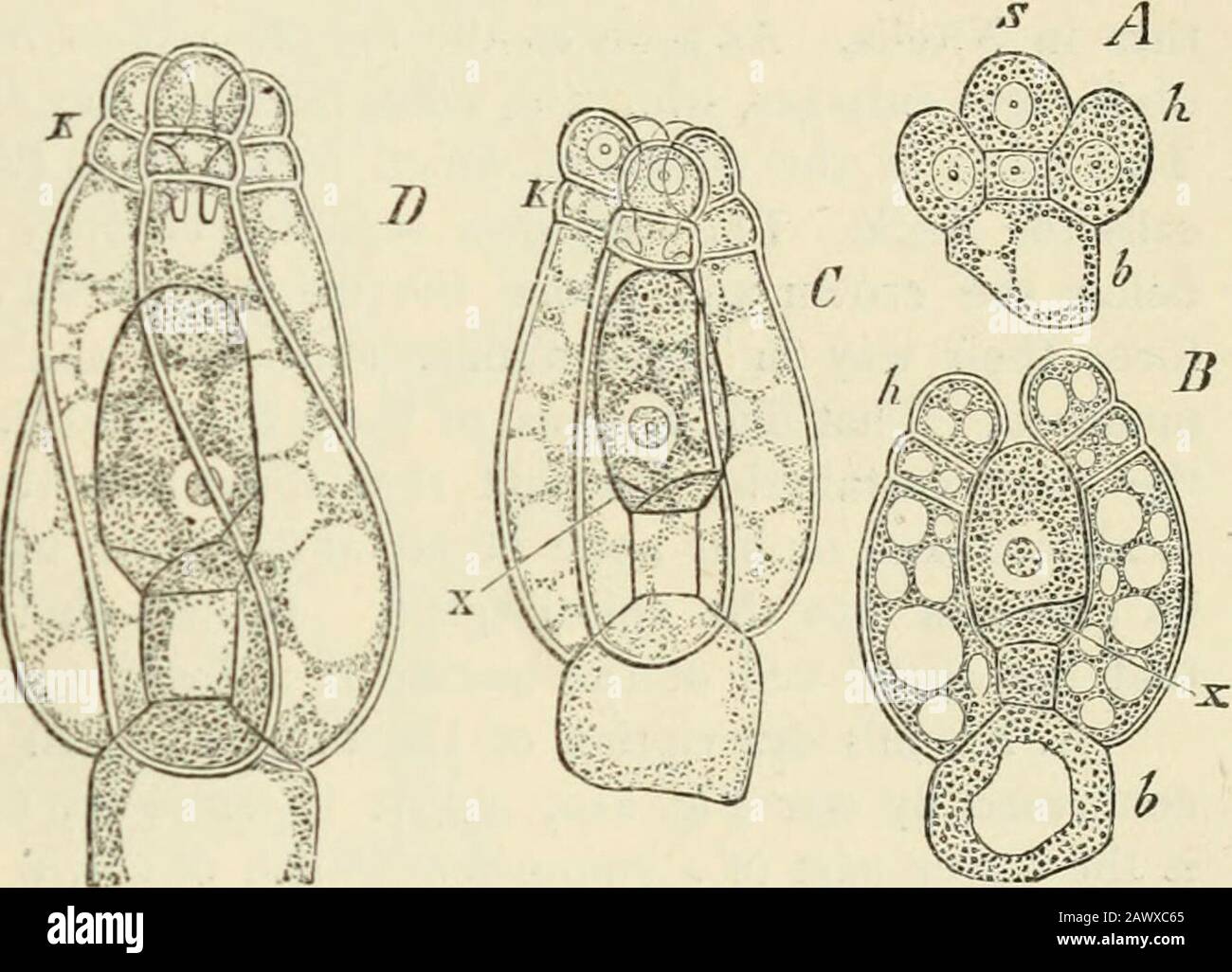 Text-book of botany, morphological and physiological . e increases considerably in size and developes into the oosphere (Fig. 206).The development and fertilisation of the nucule of Chara has recently been describedin detail by De Bary in the case of C fcetida. Here also it consists, from an earlystage of its development, of an axial row of three cells, and five others consistingeach of two cells which form an envelope round it. The lowermost cell of the axialrow is the nodal cell, the second remains small and colourless, and corresponds to thefirst Wendungszelle in Nitella. It becomes in this Stock Photo