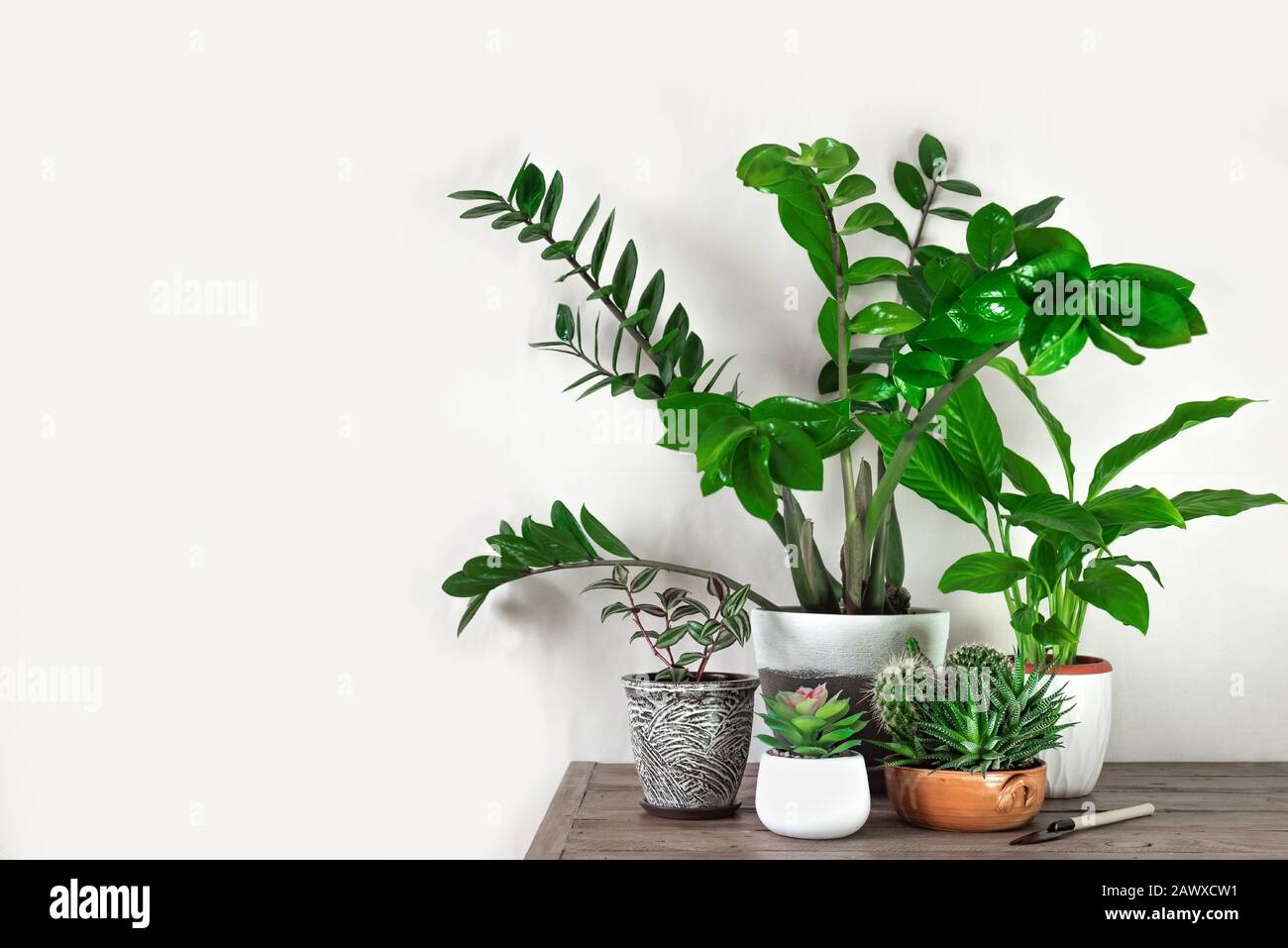 Urban jungle or home gardening concept with various potted plants, succulents, white wall, copy space. Greening home with houseplants, eco lifestyle a Stock Photo