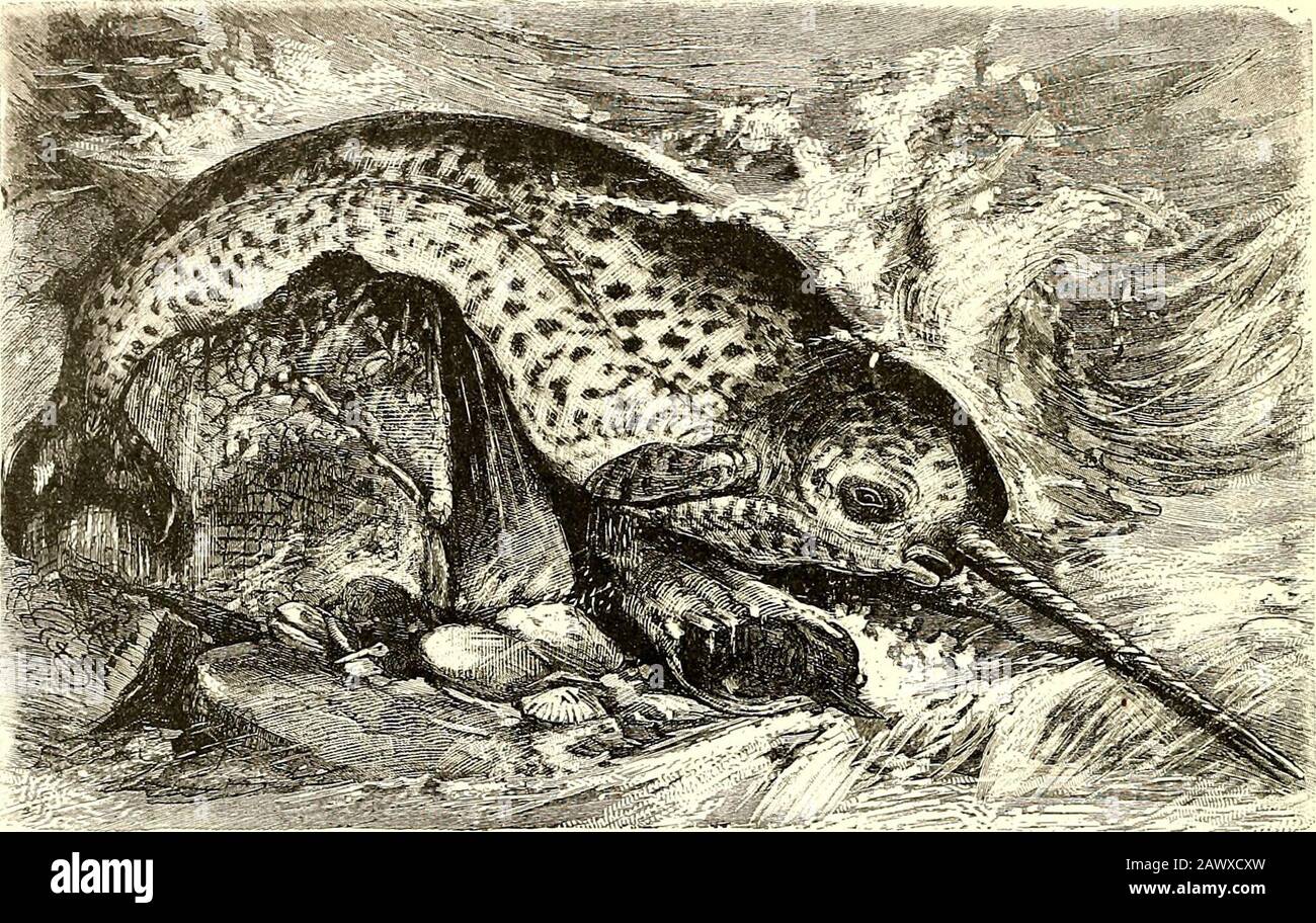 All About Animalsfacts Stories And Anecdotes Rorqual Whale The