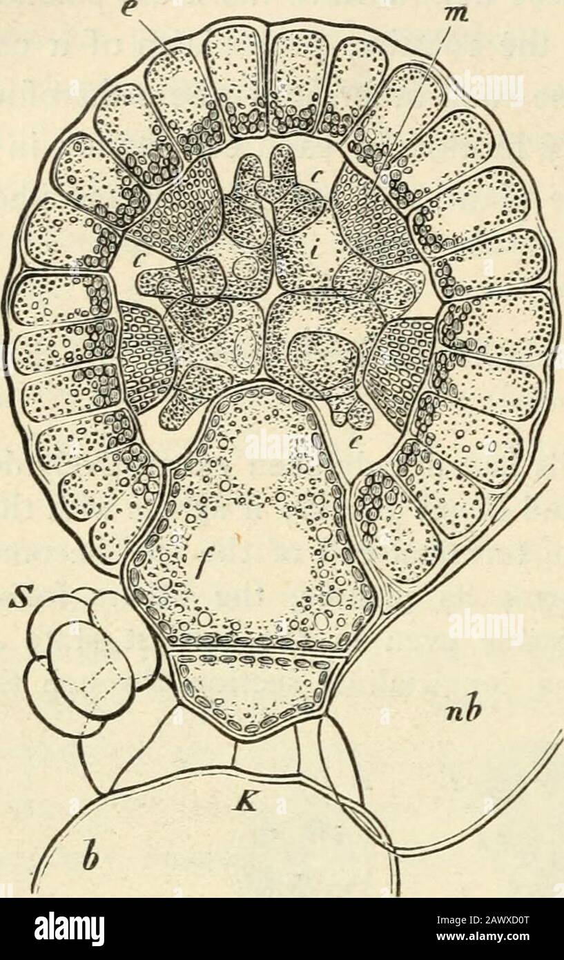 Text-book of botany, morphological and physiological . 5, B.) The globules of Chara fragilis are produced by metamorphosis of those leaflets whichform the innermost row on a leaf, and in fact, as is shown in Fig. 210, the develop-ment advances downwards to the primary leaf. The succession of cells and the modeof growth show no noteworthy difl^eren-ces from those of Nitella; the flask-shapedpedicel is here placed on a small cell wedded in between the cortical cells, the centralcell of the basal node of the leaflet, which Braun asserts to be present also in sterileleaves, where however I have no Stock Photo