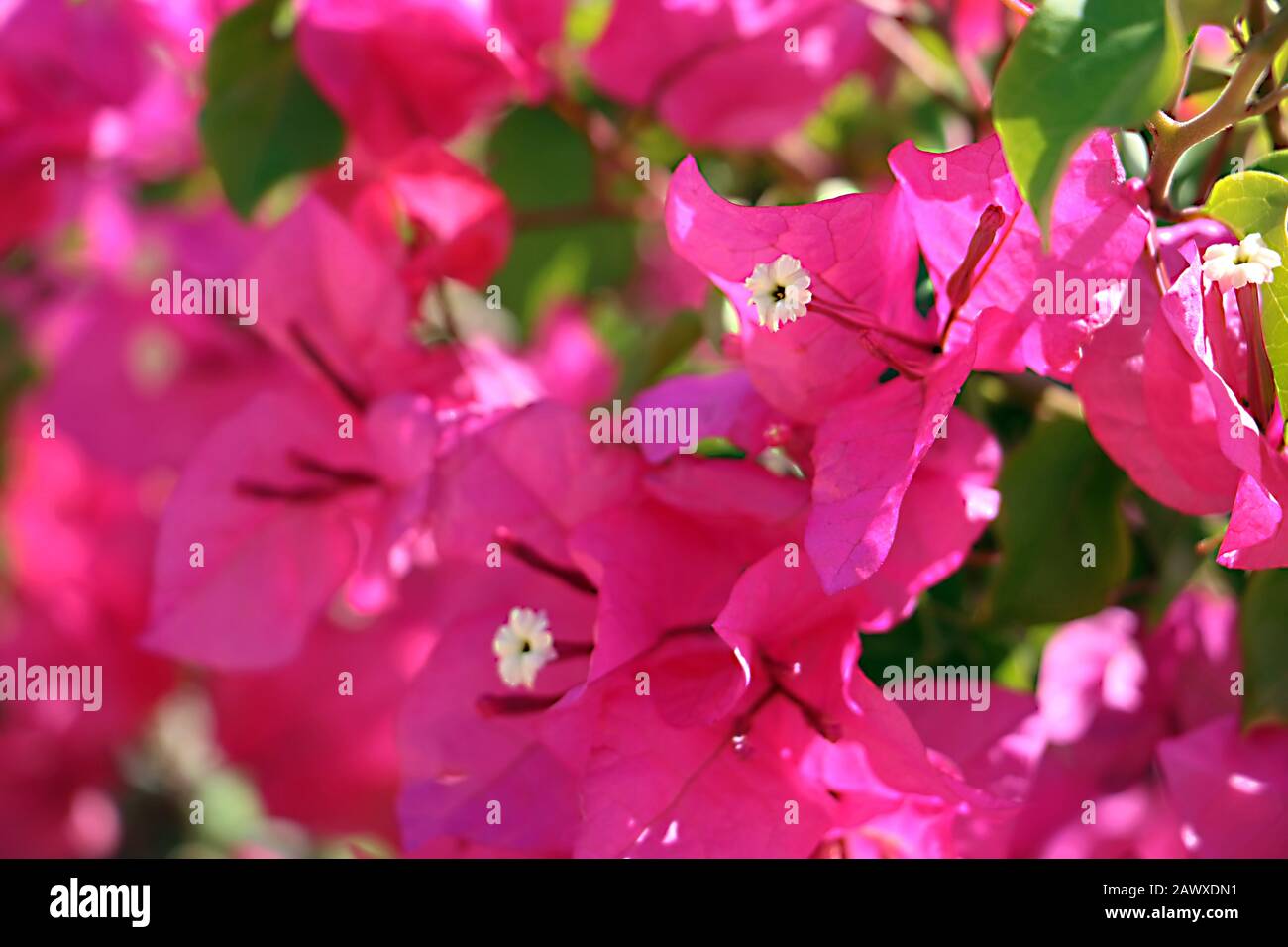 Red Flowers in the Garden, Sharm El-sheikh, Egypt Stock Photo