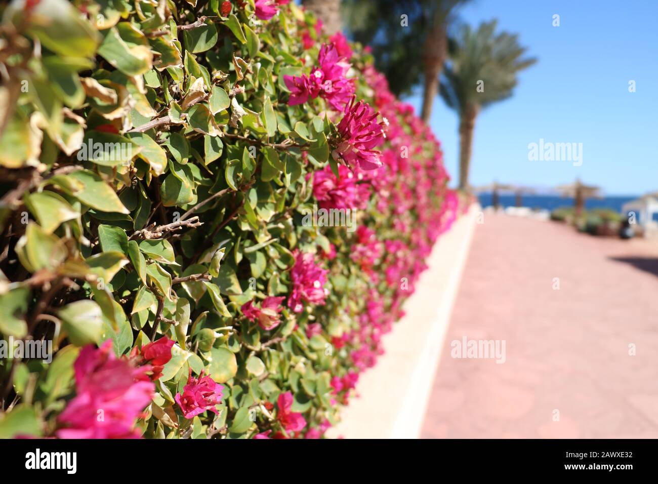 Red Flowers in the Garden, Sharm El-sheikh, Egypt Stock Photo