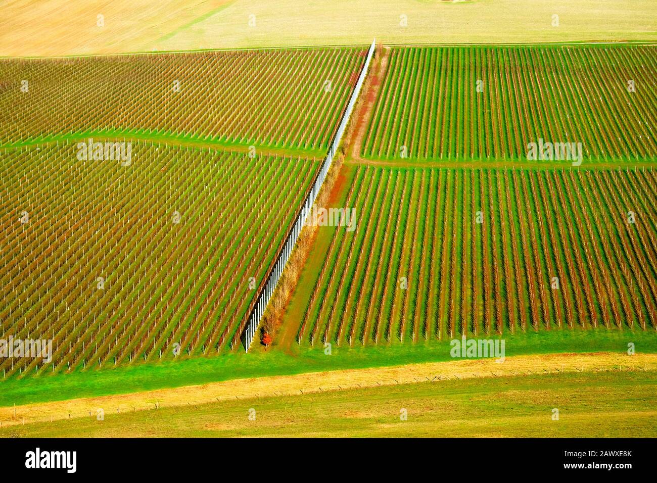 Sussex, England, United Kingdom, wine growing region, hundreds of lines of grape vines in an English vineyard growing in straight lines with green gra Stock Photo