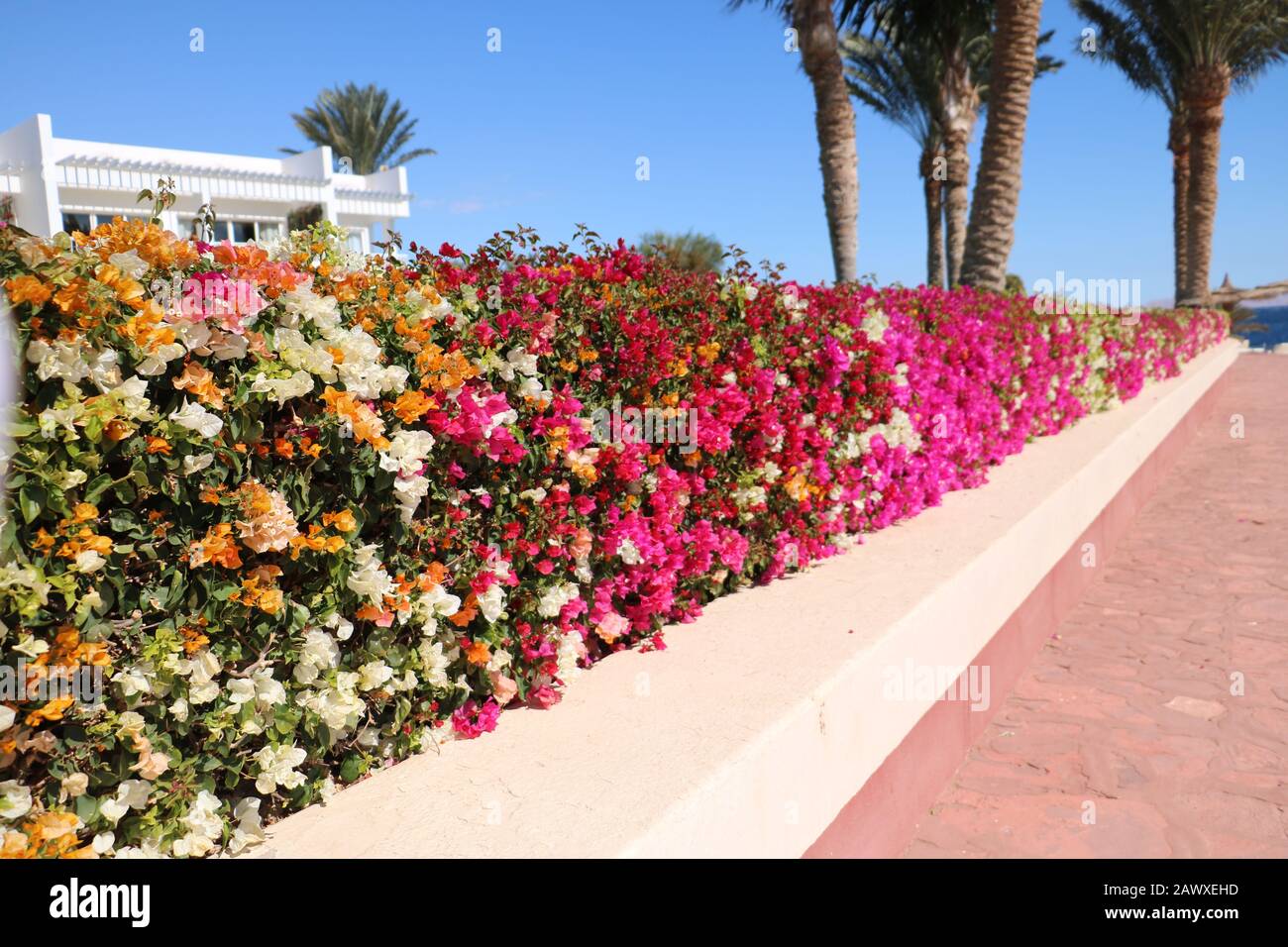 Red Flowers in the Garden, Sharm El-sheikh, Egypt Stock Photo