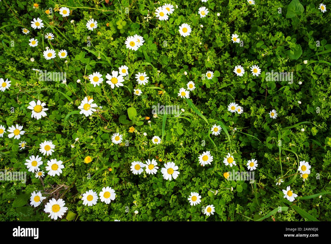 Daisy Flower Meadow, Green Grass, Spring Season, Top View Stock Photo ...