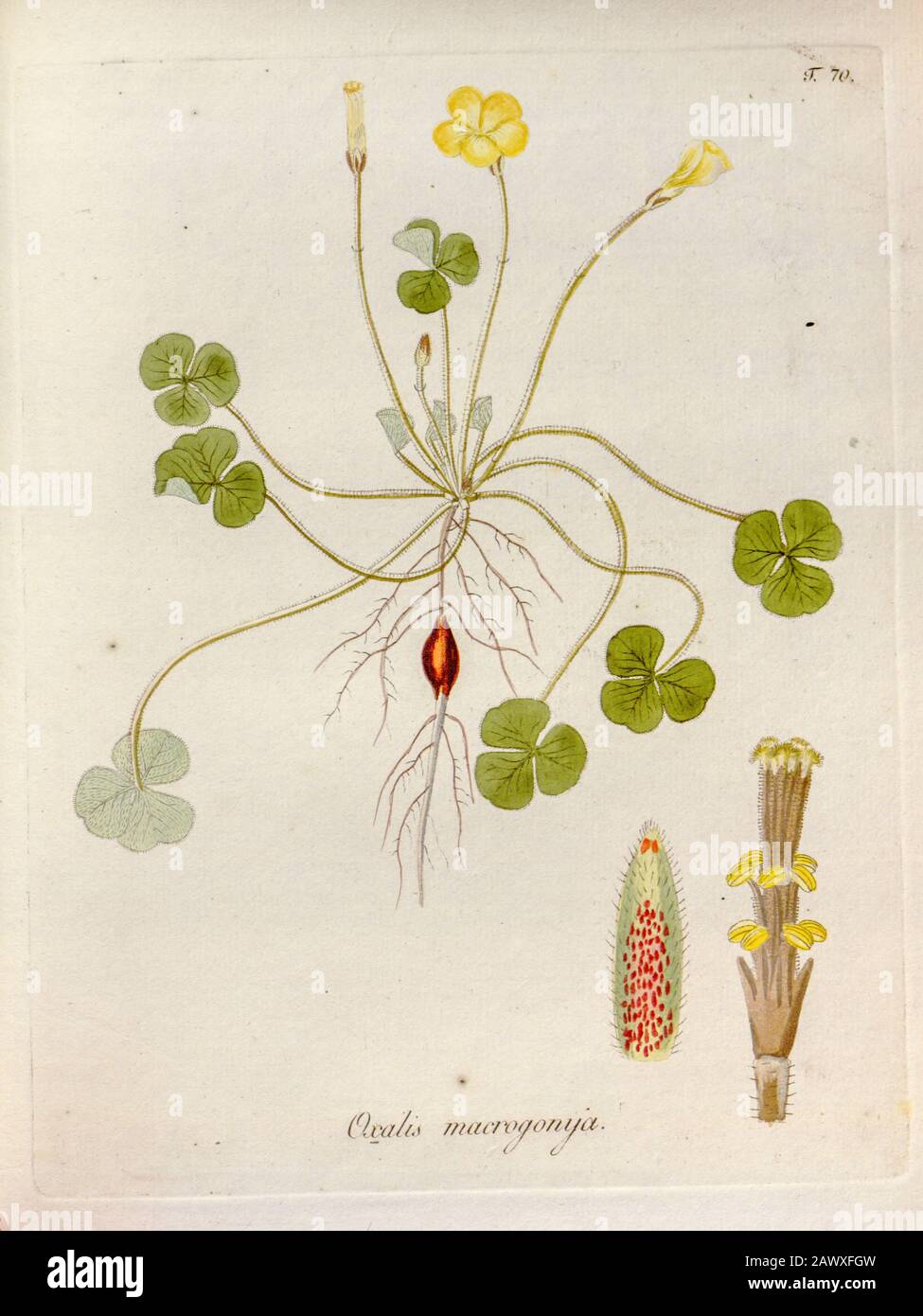 Wood sorrel (Oxalis macrogonya). Illustration from 'Oxalis Monographia iconibus illustrata' by Nikolaus Joseph Jacquin (1797-1798). published 1794 Stock Photo