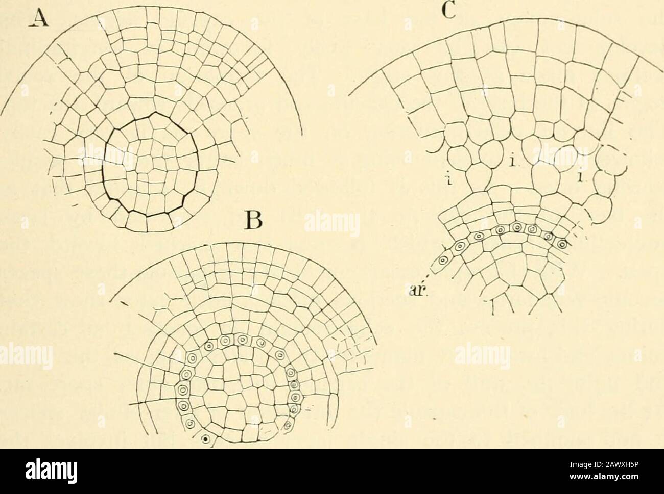 The structure & development of the mosses and ferns (Archegoniatae) . t is not until the third set of walls is formed that the separationof endothecium and amphithecium is complete. The nextdivisions (Fig. 95, C) are in the amphithecium, and separateit into two layers. In the endothecium now a series of wallsis formed, almost exactly repeating the first divisions in theoriginal segment (Figs. D, E), and transforming it into a group VII THE BRYINE^ 197 of four central cells and eight peripheral ones. Each of thelatter divides twice by intersecting w^alls, so that a group ofabout sixteen cells ( Stock Photo