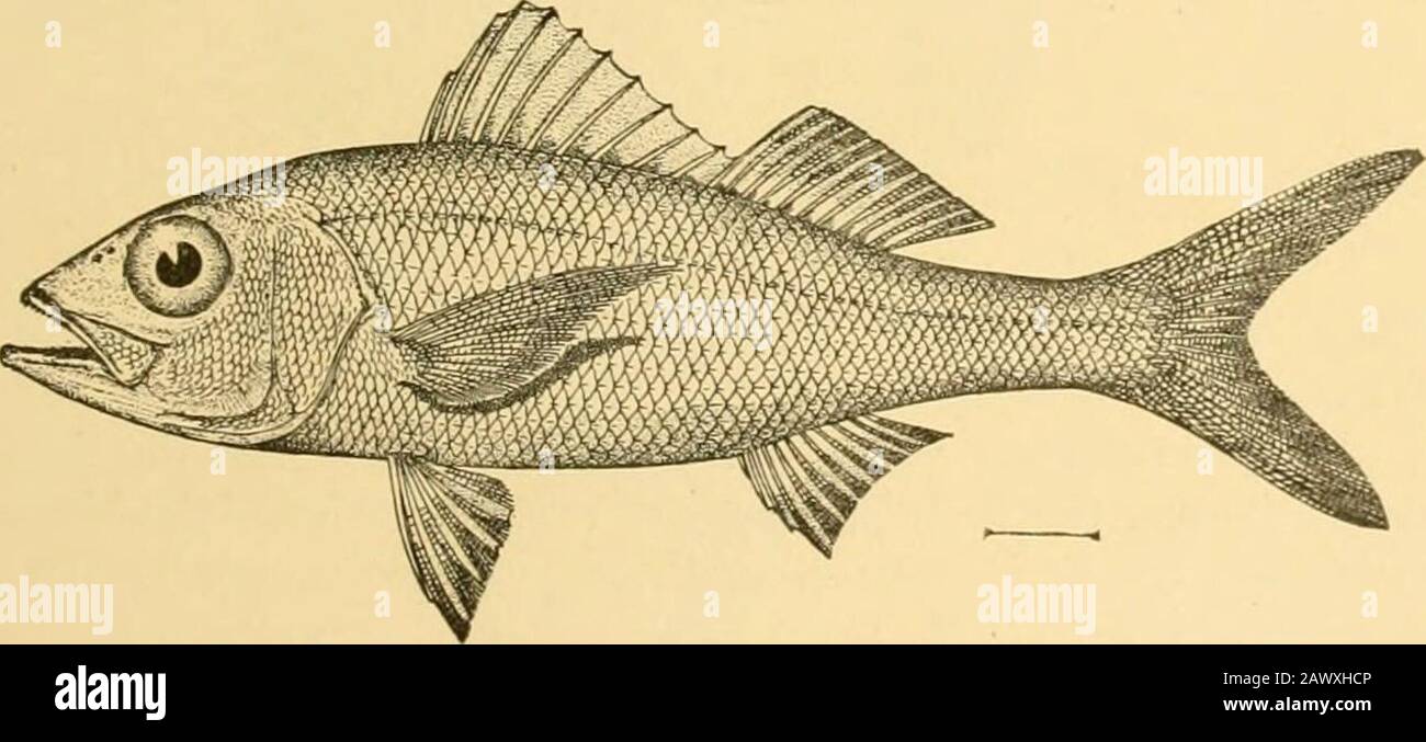 Fishes . Fig. 441.—Yellow-tail Snapper, Ocyurus chrysurus (Linnseus). Key West. like nostrils and other notable peculiarities. From the stand-point of structure this species, with its eccentric characters—is especially interesting. The yellow-tail snapper or rabirubia{Ocyurus chrysurus) is a handsome and common fish of the. Fig. 442.—Cachucho, Etelis ocvlatiis (I,innaeus). Havana. West Indies, with long, deeply forked tail, which makes it aswifter fish than the others. Another red species is the dia-mond snapper or cagon de lo alto, Rhoinboplites auroruhens.All these true snappers have the sof Stock Photo