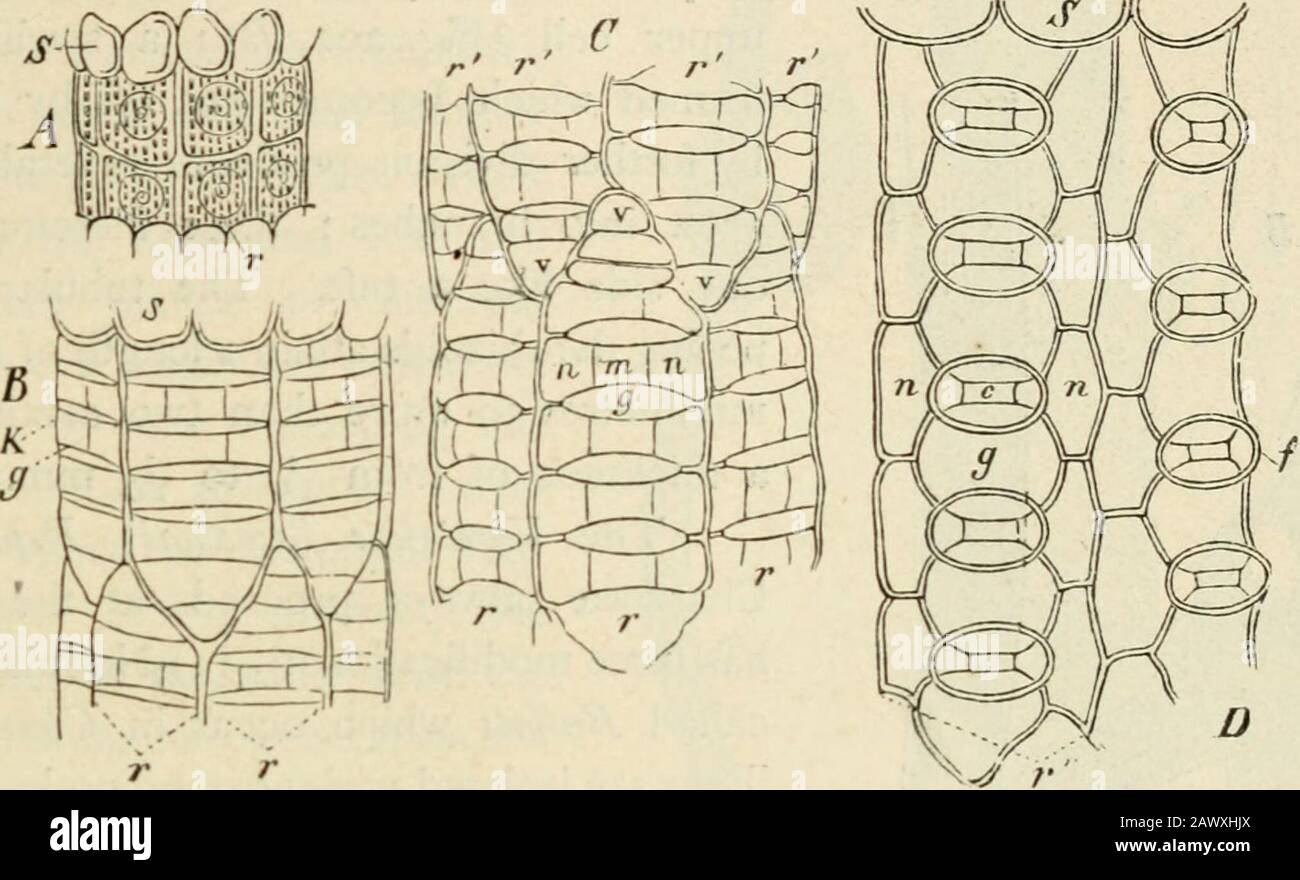 Text-book of botany, morphological and physiological . tudinal wall. A comparison with Muscineoe and Vascular Cryptogams leads however also to thesupposition that the whole group of cells ;c S r r which proceeds from y belongs in common tothe stem and leaf: CHARACE.E. 281 of the stem, but is wanting in Nitella. From the basal nodes of each leaf onecortical lobe which is morphologically individuaHsed runs downwards, and oneupwards^ (Fig. igg, B,r, r / and Fig. 201). In the middle of each internode therefore as many ascending cortical lobes as there are leaves in the whorl meet withthe cortical Stock Photo
