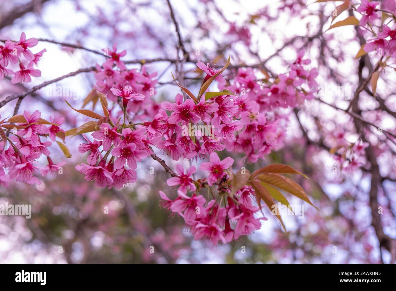 The Beautiful Pink Cherry Blossom Flower On The Tree In Winter Season Chiang Mai Thailand Stock Photo Alamy The Beautiful Pink Cherry Blossom Flower On The Tree In Winter Season Chiang Mai Thailand Stock Photo Alamy