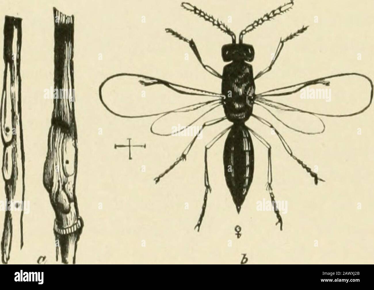 Insect pests of farm, garden and orchard . ith the joints of tli(> legs ...