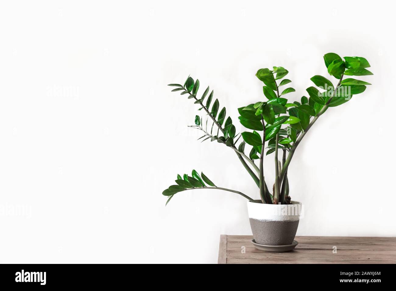 Zamiokulkas potted plant in ceramic pot. Urban jungle or home gardening concept with green plant, succulent, white wall, copy space. Greening home wit Stock Photo
