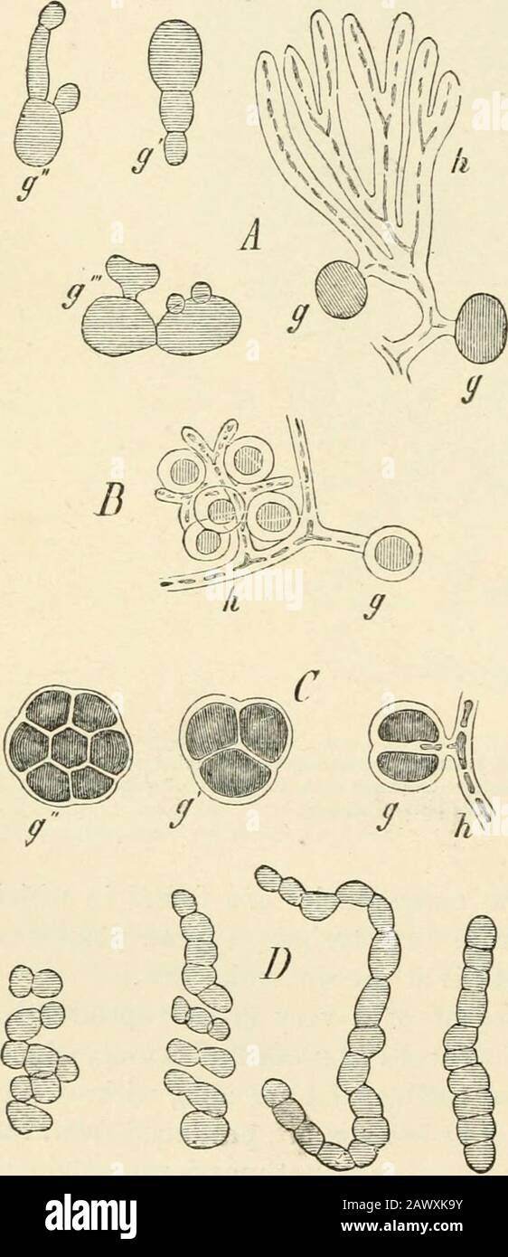 Text-book of botany, morphological and physiological . Fig. ige^.—A—D soredia of Usnea barbata; A a simple sorediuni, consisting of a gonidium covered with a web of hyphre;B a soredium, in which the gonidium has multiplied by division; C a group of simple soredia, resulting from the penetrationof the hyphae between the gonidia : A E germinating soredia ; the hyphas are forming an apex of growth and the gonidiaare multiplying; a-c soredia of Physcia parictma; a with an envelope of pseudo-parenchyma; 6 the envelope producingrhizines; c a. young thallus formed from a soredium (after Schweiidener, Stock Photo