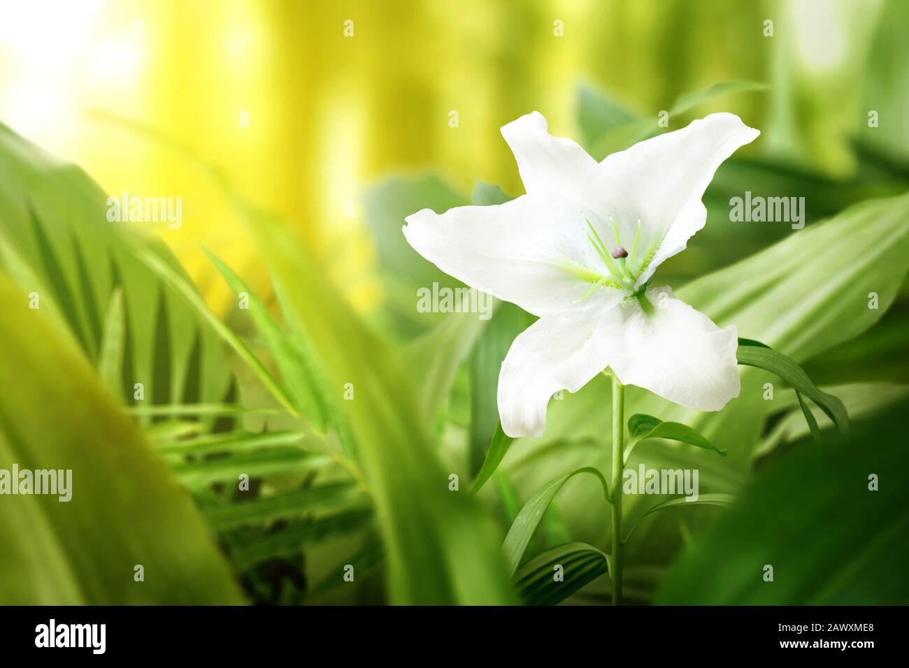 White lily flower with a green tropical leaf on the forest Stock Photo ...