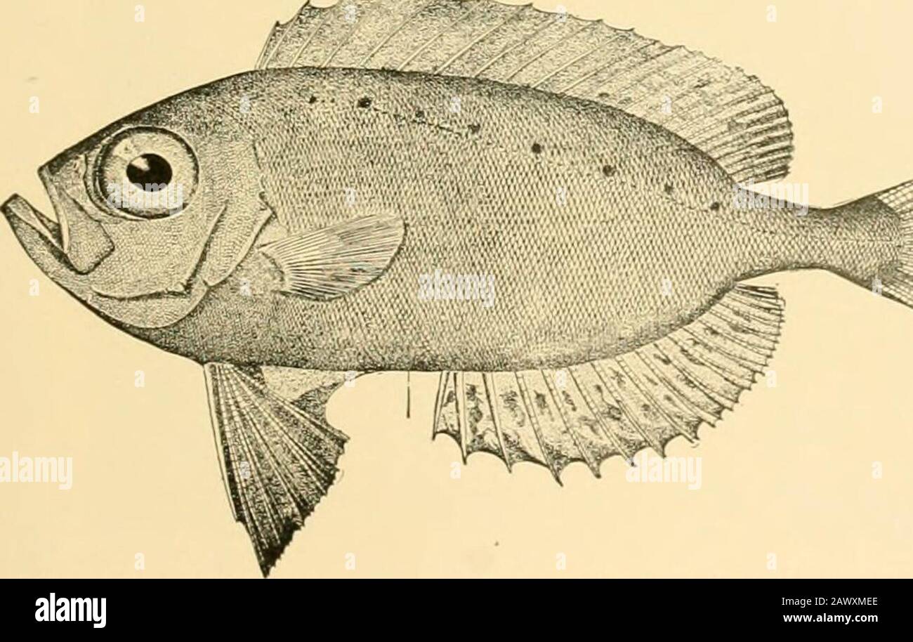 Fishes . Fig. 434 —Flasher, Lobotes surinamensis (Bloch). Virginia. are no teeth on vomer or palatines. The three species arerobust fishes, of a large size, of a dark-green color, the frontoart of the head very short. They reach a length of about. Fig. 485—Cat.ilufa, Priacanthtis arenatiis Cm: & Viil Woofls Hole, Mass. three feet and are good food-fishes. Lobotes surinamensiscomes northward from the West Indies as far as Cape Cod. vV^^|d 9F 9 v,^^ V 11 I^P^^k 1^2^B II ^^^^^^^^^Bb, ^^^^^^^^K^ f # Hp ^ ^B^^HB^^^i&lt;^^ ^T^K^k K^ J9 jH Hv 1 *^hI^^I Ait / J * / ?^ ^^^^^^^^^^^1 y  3 vC b. 3 The Ba Stock Photo