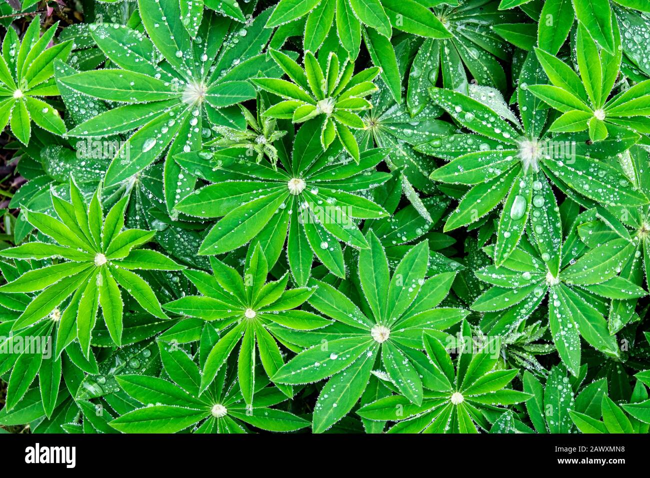 Water droplets on green Lupin leaves. UK Stock Photo