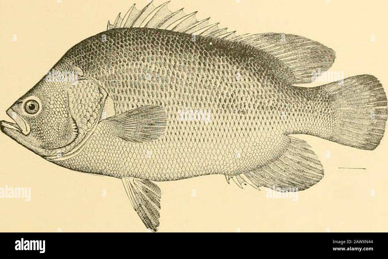 Fishes . N&gt; 1 ARCHAMIA I.INEOLATA (EHRENBERG) 2 GRAMMISTES SEXLINEATUS (THUNBERG) 3 PHAROPTERYX MELAS (BLEEKER) PERCH-LIKE FISHES OF THE CORAL REEFS, SAMOA The Bass and their Relatives 545 The Flashers: Lobotidae.—The small family of LobotidcB, flash-ers, or triple-tails, closely resembles the Serranidce, but there. Fig. 434 —Flasher, Lobotes surinamensis (Bloch). Virginia. are no teeth on vomer or palatines. The three species arerobust fishes, of a large size, of a dark-green color, the frontoart of the head very short. They reach a length of about Stock Photo