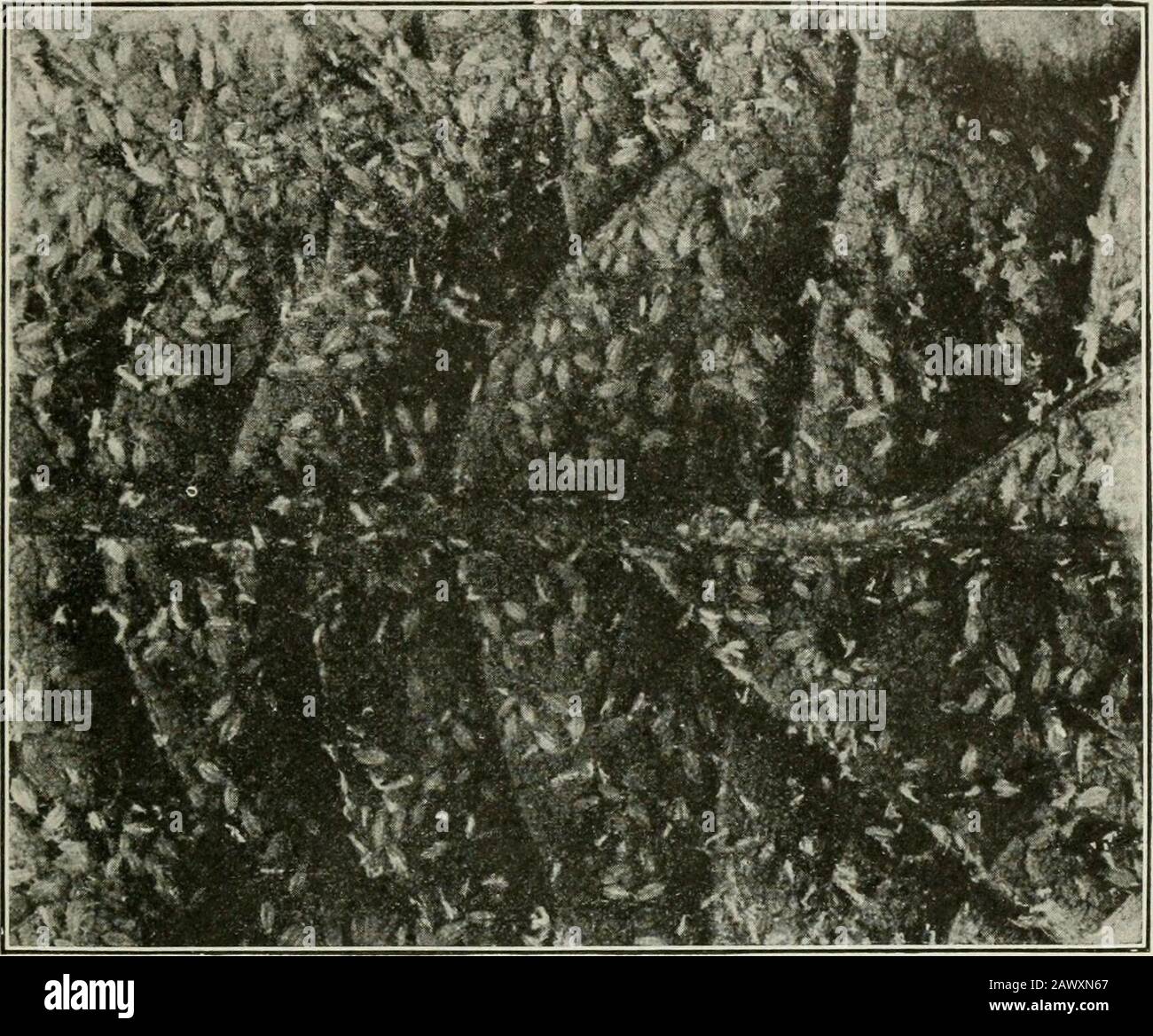 Aphis bull hi-res stock photography and images - Alamy