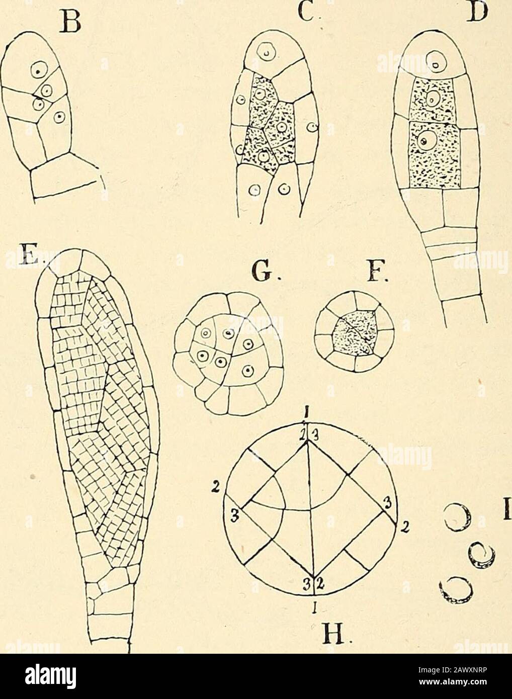 The structure & development of the mosses and ferns (Archegoniatae) . Fig. go.—Funaria hygrometrica (Sibth.). Development of the antheridium. A-D, Longitudinalsections of young stages, X 600; D is cut in a plane at right angles to C ; E, optical section ofan older stage, X300; G, F, cross-sections of young antheridia, x6oo; H, diagram showing thefirst divisions in the antheridium ; I, young spermatozoids, X 1200. wall. The outer cell either becomes at once the mother cell ofthe antheridium, or other transverse walls may occur, so that ashort pedicel is first formed (Fig. 90, A). Finally in the Stock Photo
