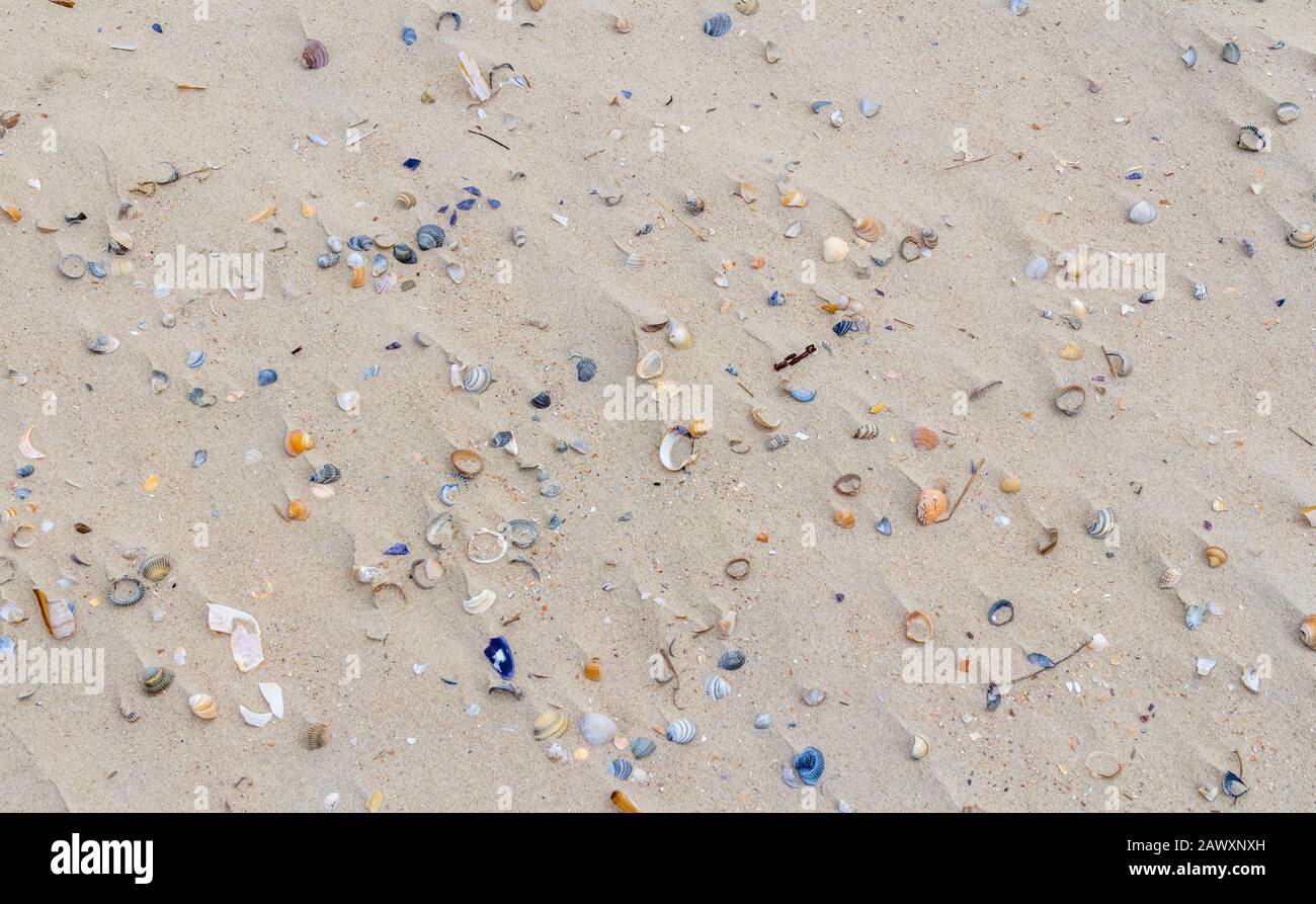 full frame beach scenery closeup including lots of seashells Stock Photo