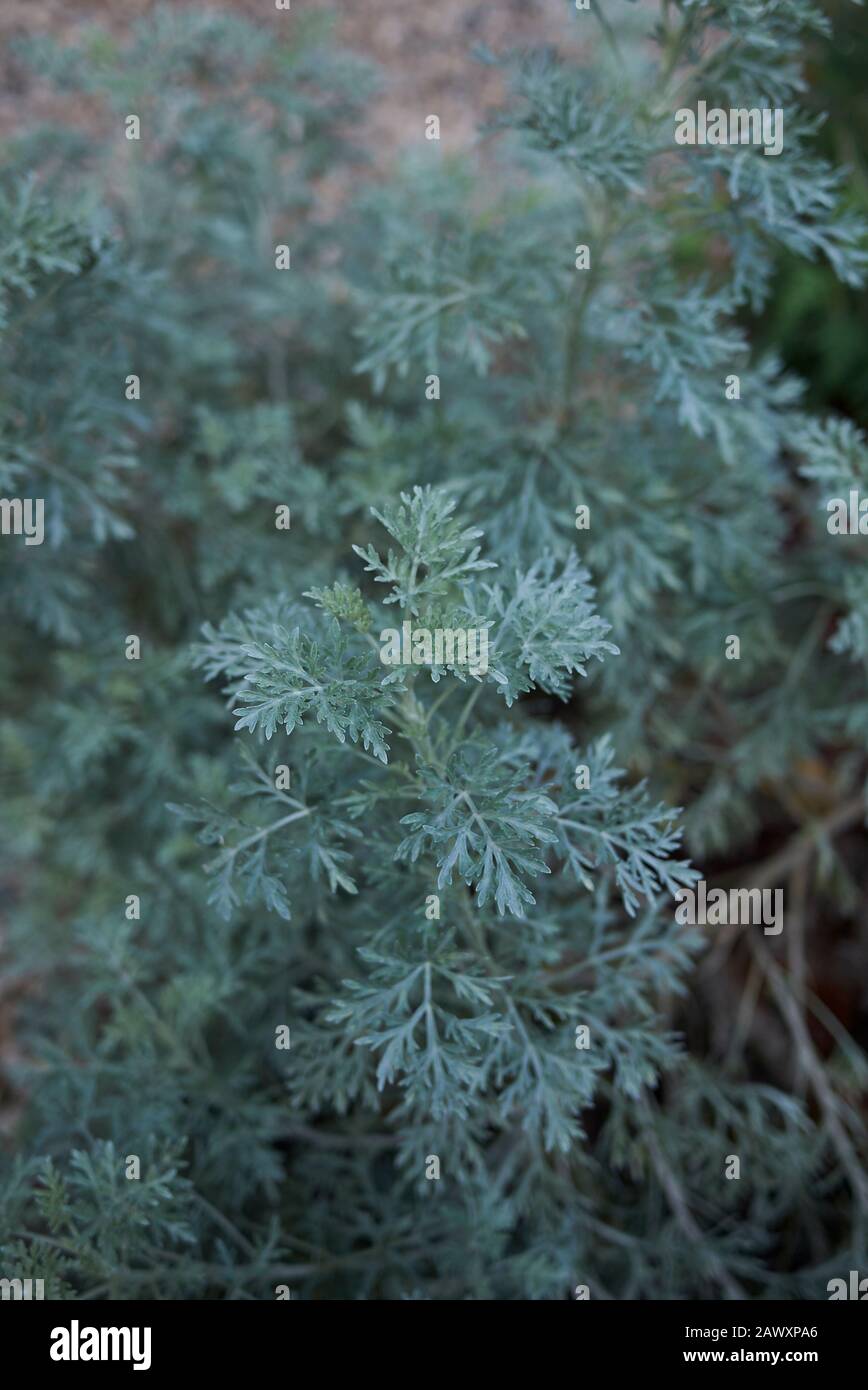blue green leaves of Artemisia arborescens plant Stock Photo