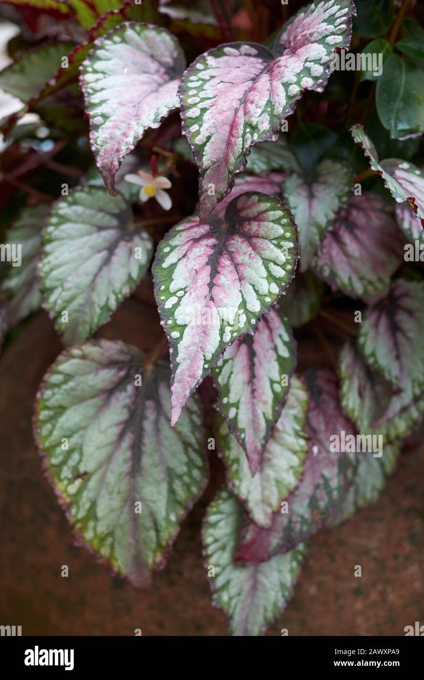 colorful leaves of Rex begonia plant Stock Photo