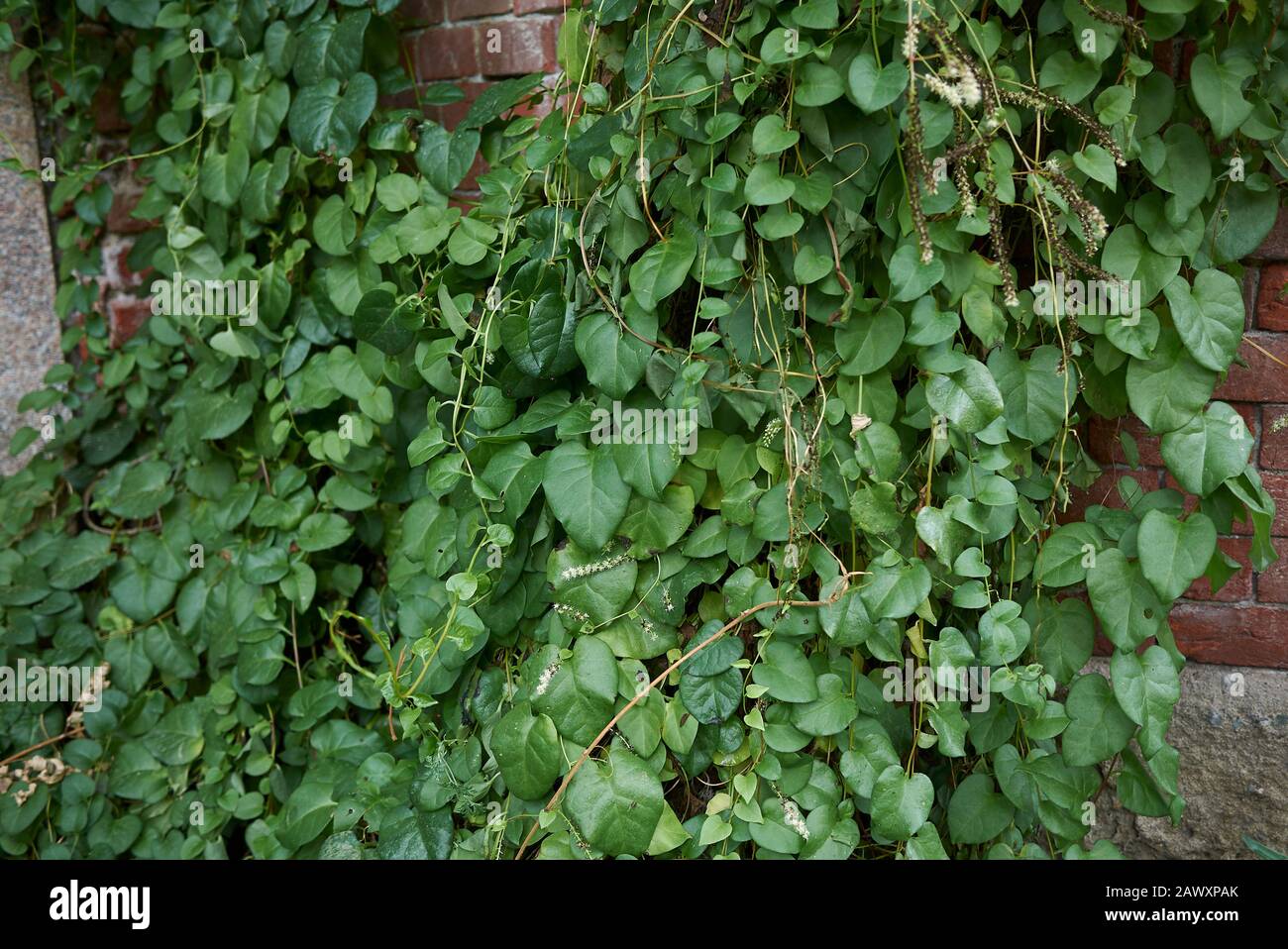 fresh leaves and flowers of Madeira vine Stock Photo