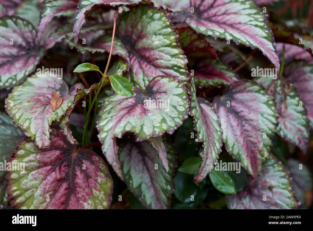 colorful leaves of Rex begonia plant Stock Photo
