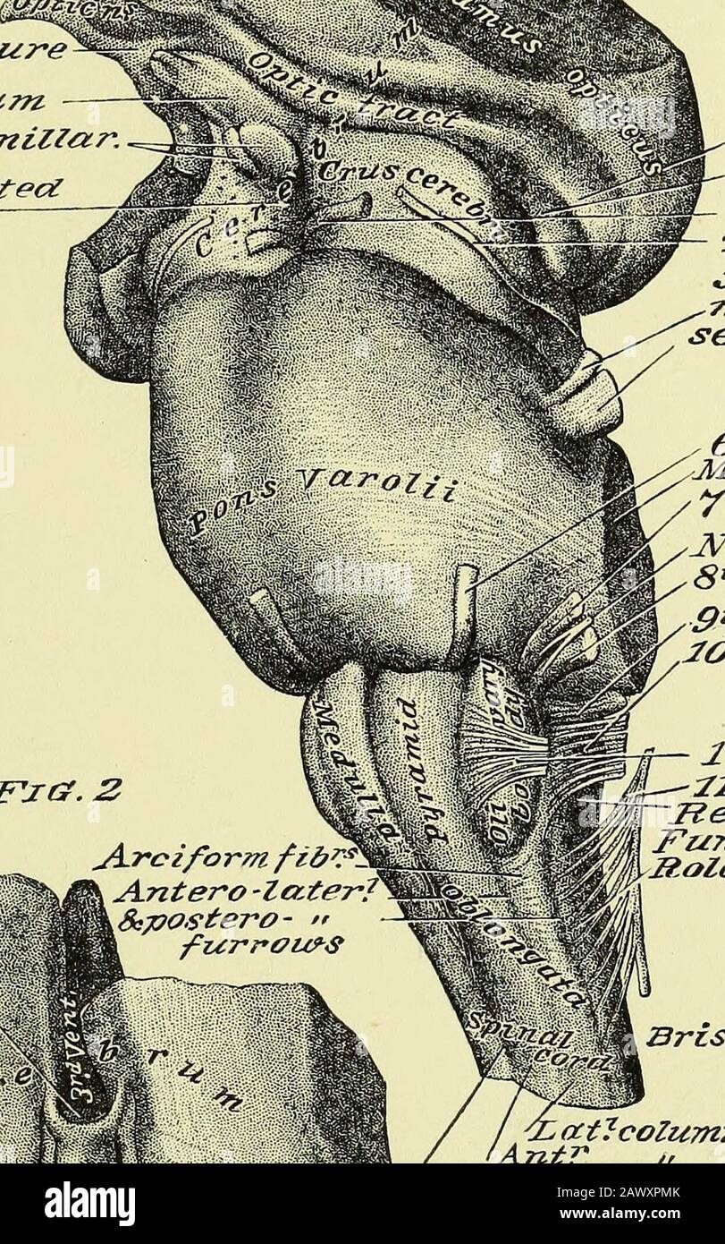 Practical human anatomy [electronic resource] : a working-guide for students of medicine and a ready-reference for surgeons and physicians . PLATE 222. Optic comnzzsure Tuber cznereum Corpora:mammzllar Postrperforated^space PostTcom tk£sure . Ext J corpus gen iculatur^Tnt? // 3 retor, Oculomotor n.^ih. ,, TrochZecKr £tH y, TrzfaezczZmotor rootsensorz/ , 6f.h or, A octztcen t rt.MifZolle pedzzncle or, facia 7/ n,ATerz*e of Wris&e rgr8*7* or, Axial&lt;ito rzy n .9*/*- Crlos&opfictrz/no-eaZrz*JO*?* Pnezzz/i otjasfrze?z« Arc iform fibAntero -later&postero- »furrou*& Stock Photo