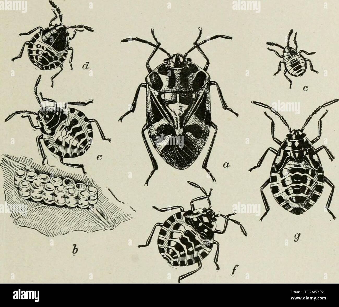 Bull genitalia not bird not reptile hi-res stock photography and images ...