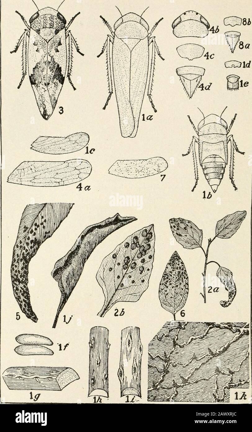 Bull genitalia not bird not reptile hi-res stock photography and images ...