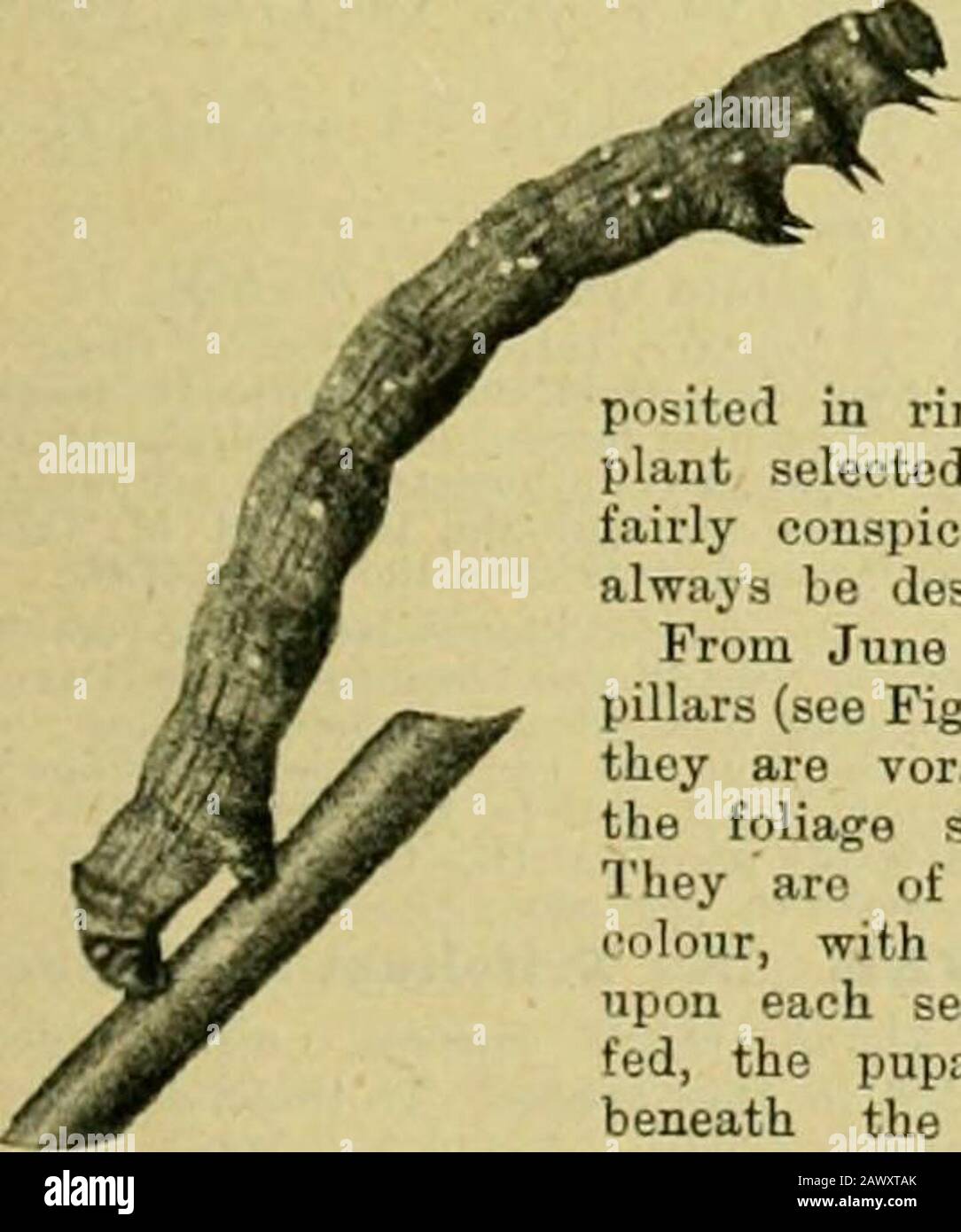 The century supplement to the dictionary of gardening, a practical and scientific encyclopaedia of horticulture for gardeners and botanists . Fiii. 180. Biii.NDLED Beauty Moth.. BRINDONIA. A synonym of Oarcinia (whichsee). BRINING. -i- method ea.ployed to hasten thegermination of those seeds having hard shells. It consistsin steeping them in warm water for twenty-four hoursbefore sowing, and is especially advisable with such seedsas those of Cannas and Palms. BRISTLE FERN. See Trichomanes. BRIZA. The ten species of this genus inhabit Europe,North Africa, temperate Asia, and South America. Leav Stock Photo