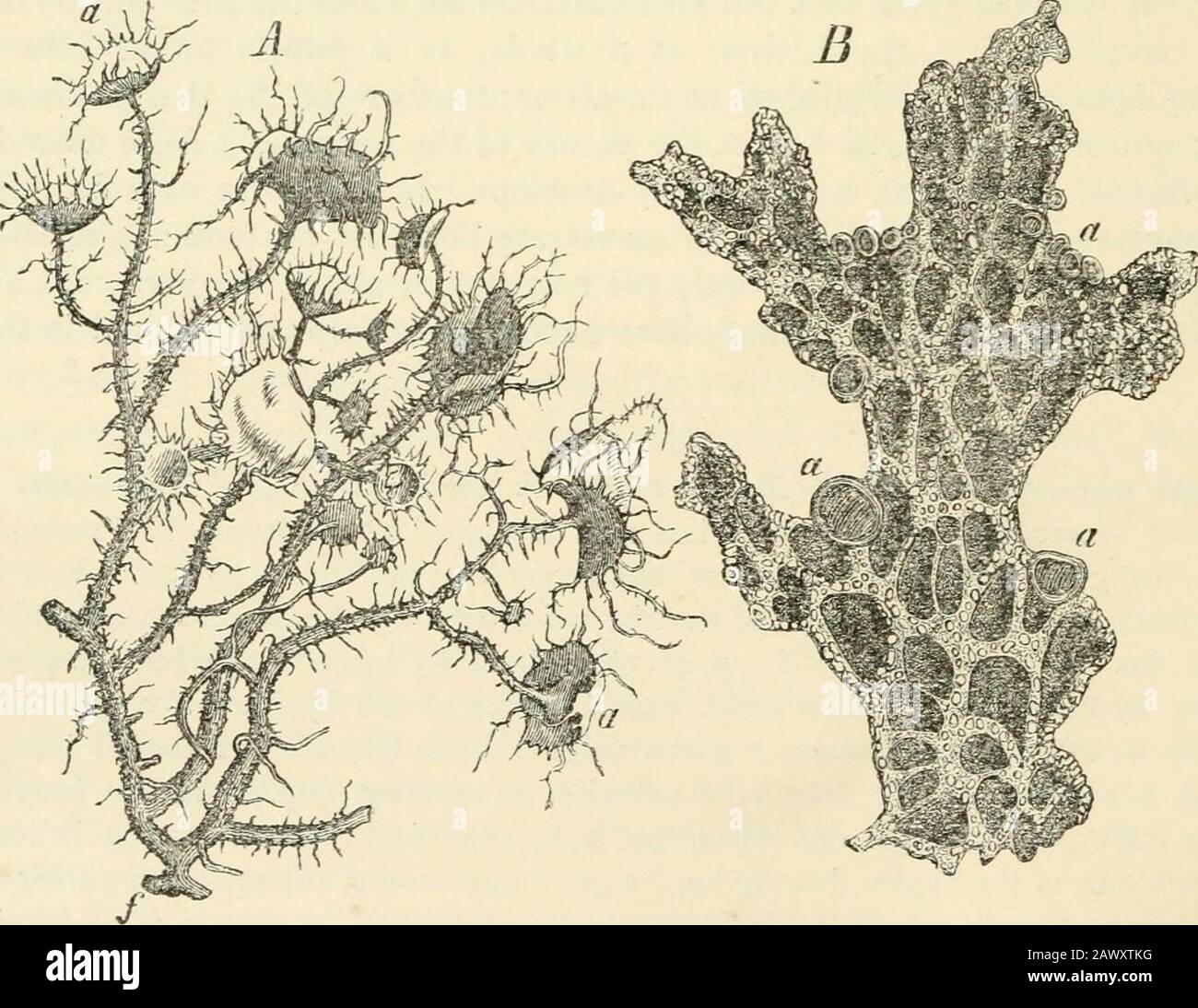 Text-book of botany, morphological and physiological . Fig. 186.—Collema pjilposiaii, a gelatinous Lichen(slightly magnified). forms flake-like expansions often curled, which can be completely detached fromthe ground, stones, moss, bark, &c., which support them, since they are attached to itonly in places by a few organs of attachment, the Rhizines. The foliaceous thallus often. Fig, iBy.—A Usnea harbata, a fruticose Lichen (natural size); B Sticta pjilmonacea, a foliaceous Lichen (natural size)seen from beneath ; a apothecia,/the attaching disc of A, by which the Lichen becomes attached to th Stock Photo